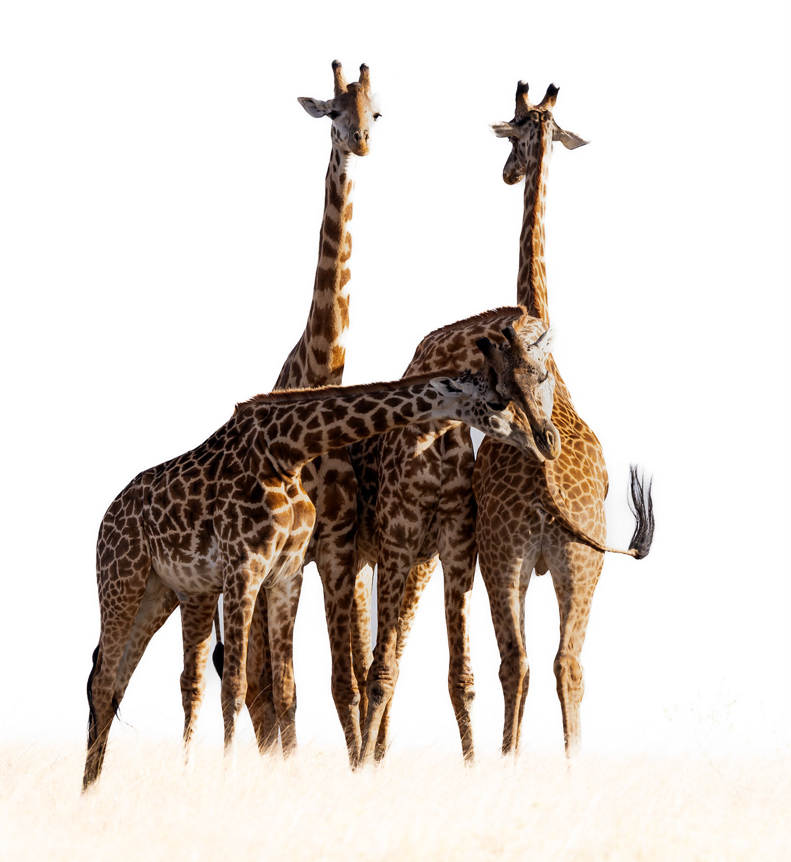 An intimate scene between a Tower of Giraffes in the Masai Mara, Kenya