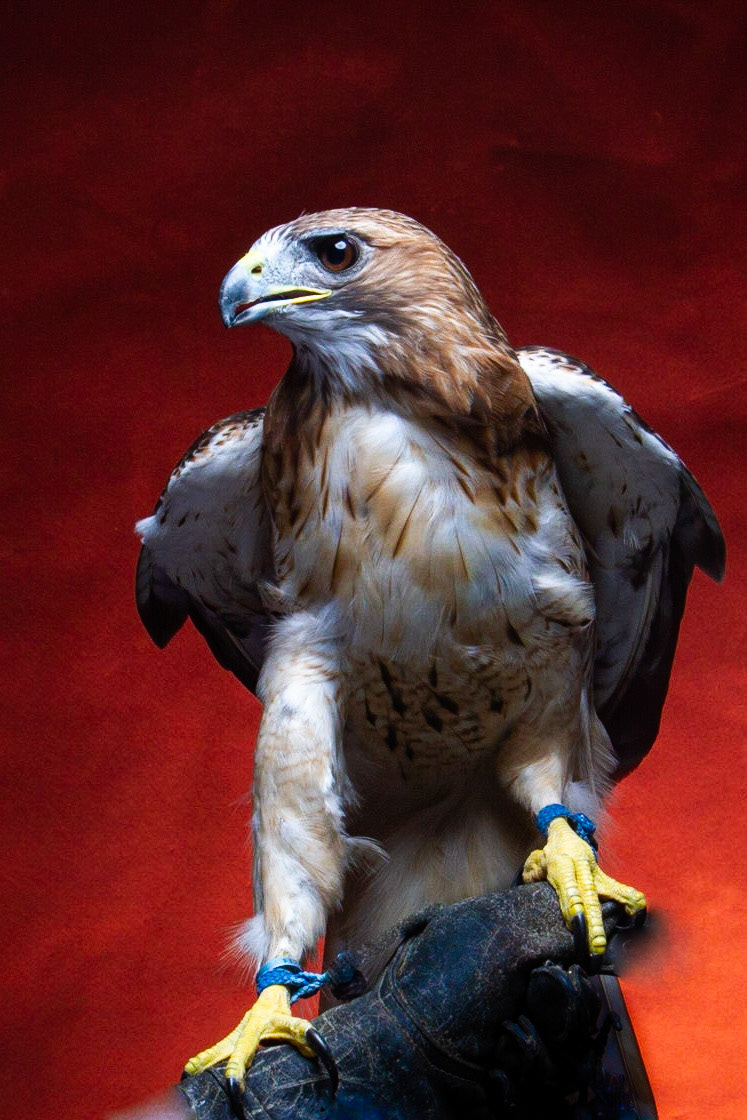 Birds of Prey - Aplomado Falcon Buzzard