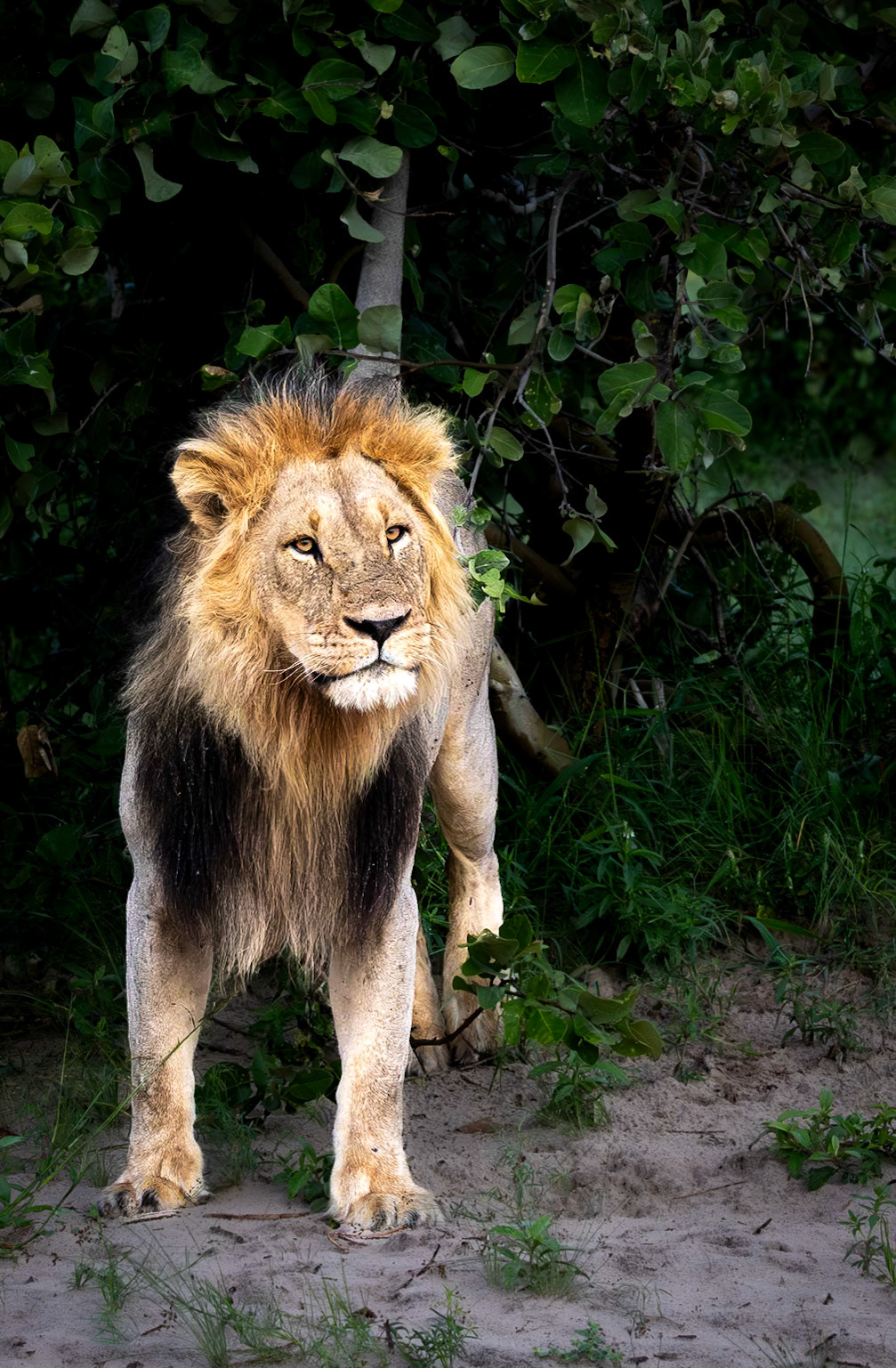 A male Lion marking his territory in Savute