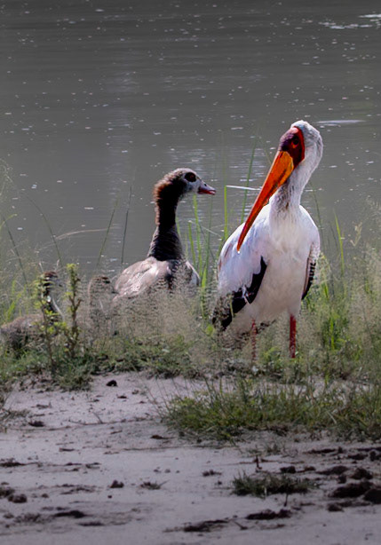 A Yellow-billed stork next to an Egyptian goose near a water pool in Xakanaxa, Botswana