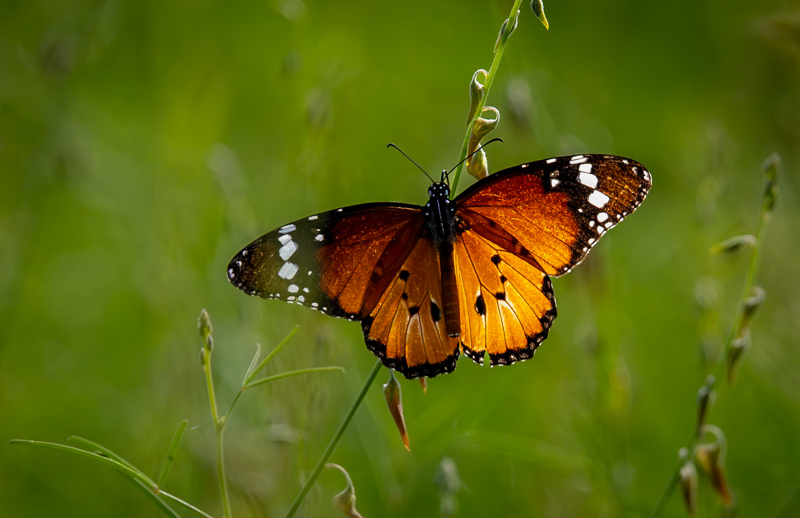 The Plain Tiger or African Queen or African Monarch Butterfly, in Okavango