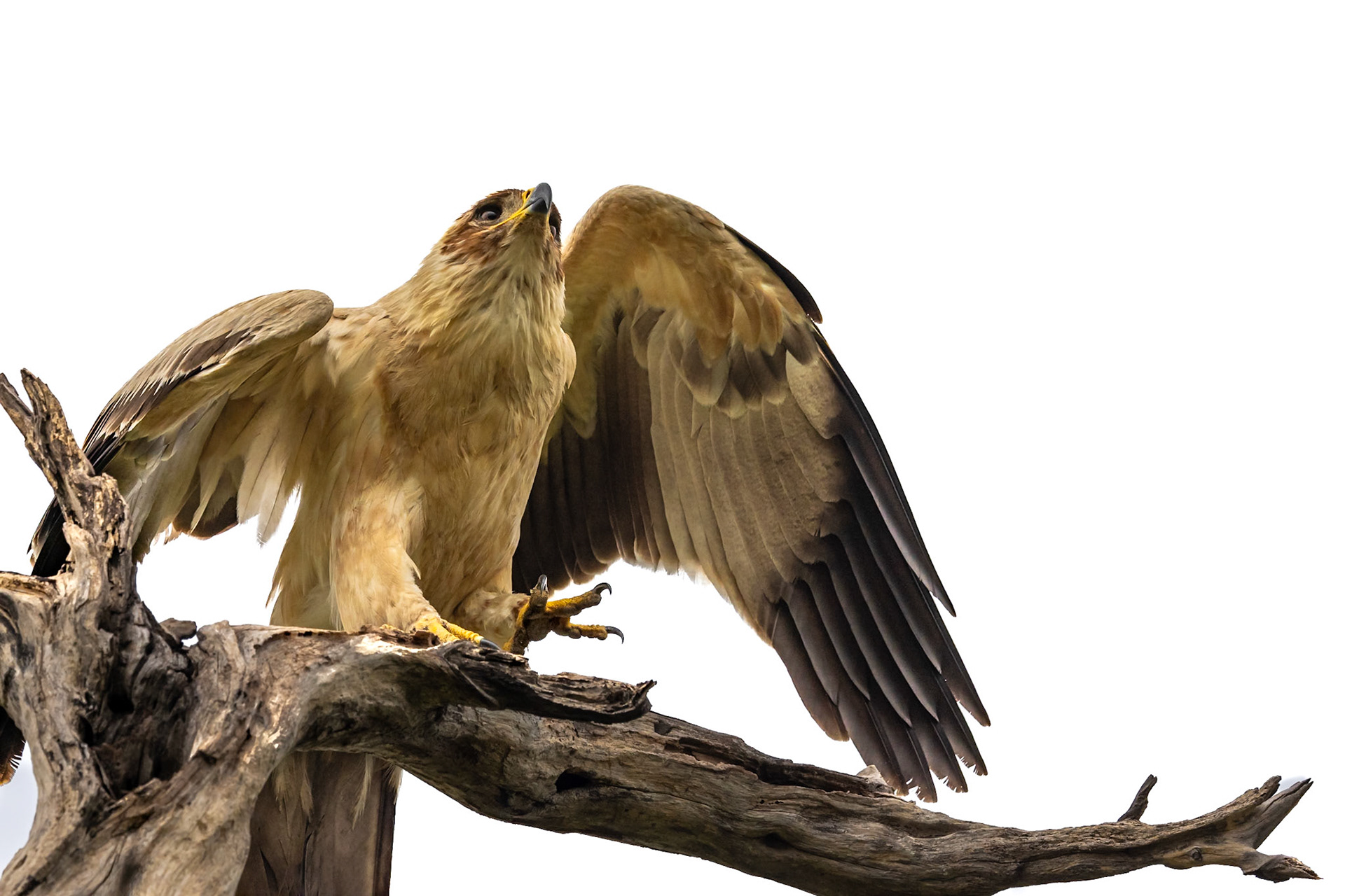 A Tawny Eagle arriving on a branch in Savute, Botswana