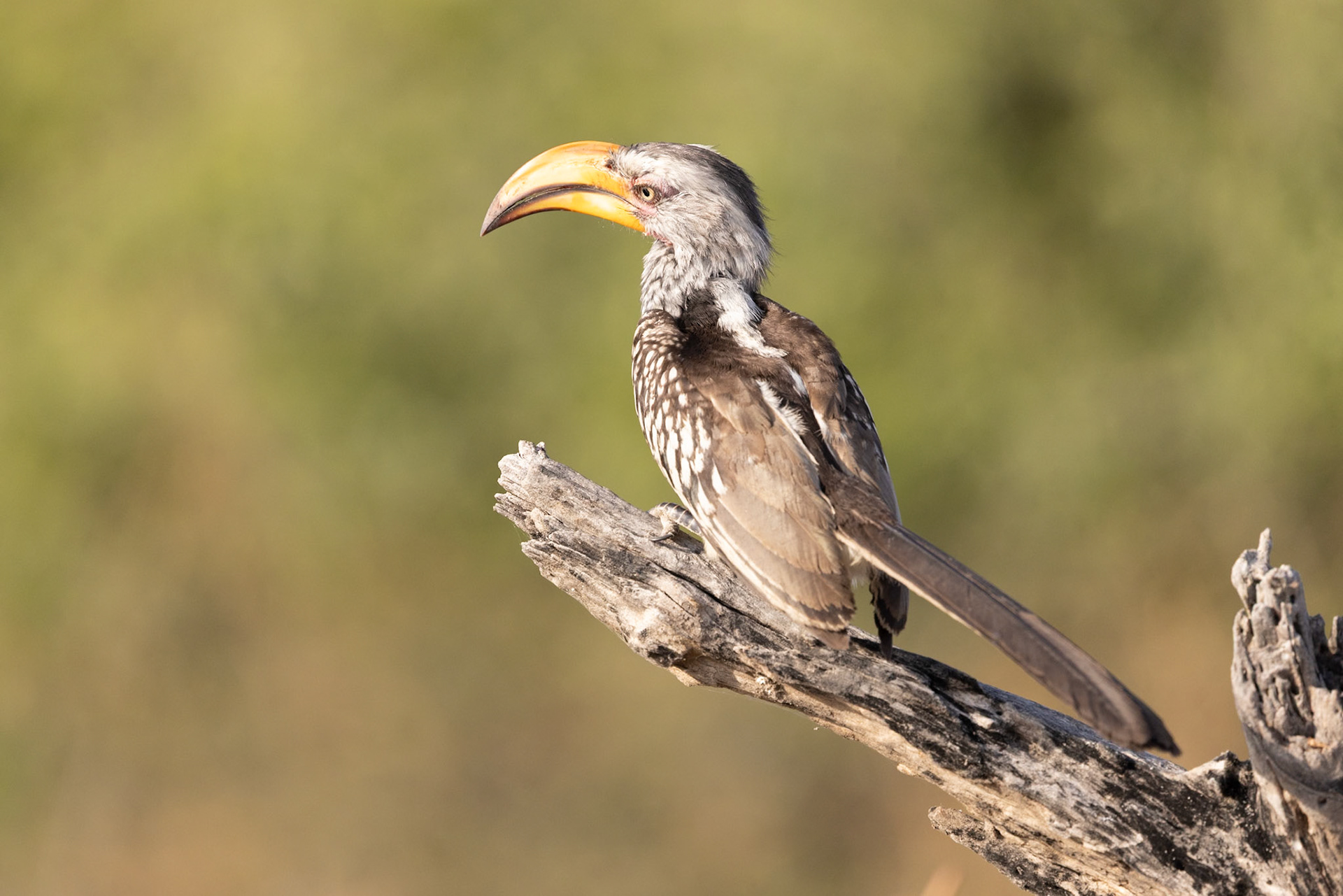 Southern yellow-billed hornbill