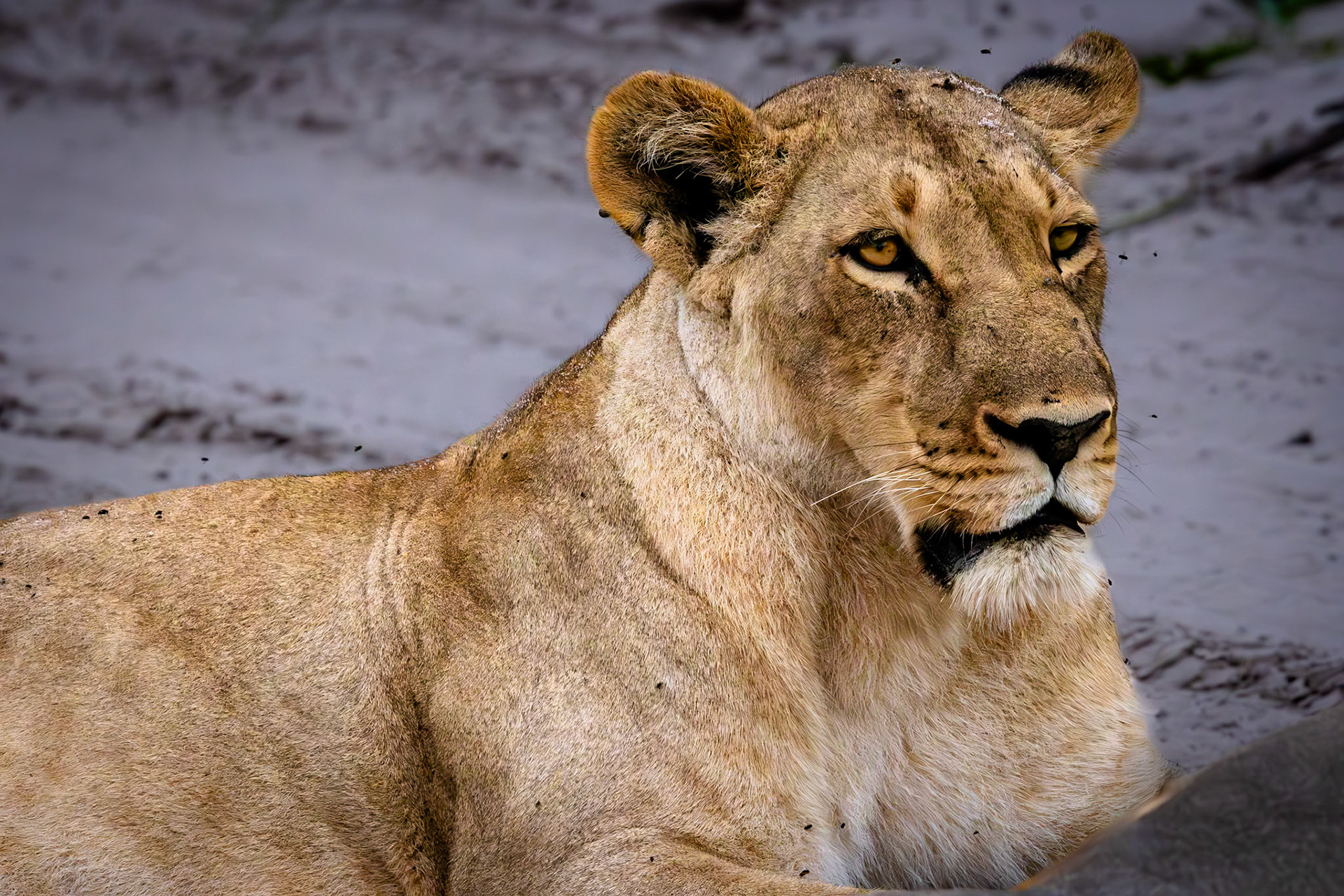Female lioness in Savute, Botswana