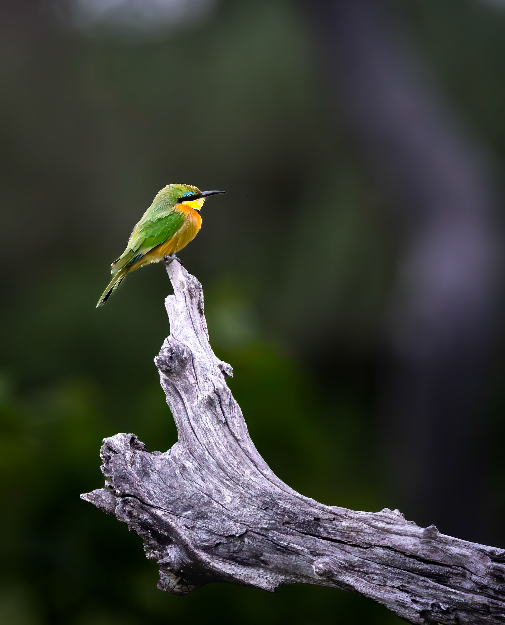 A Little Bee-eater (Merops pusillus) perched on a branch.