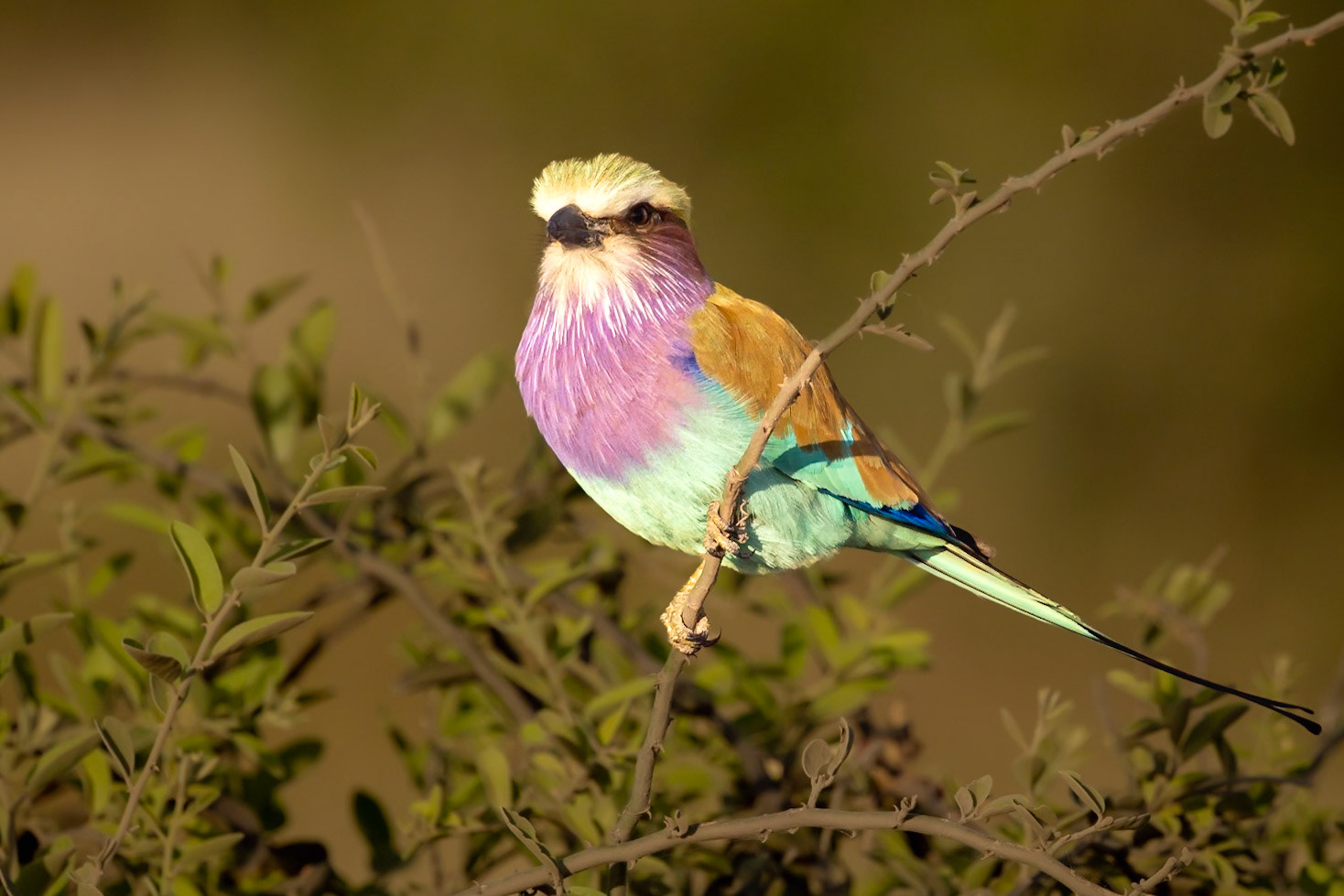 Lilac-breasted Roller