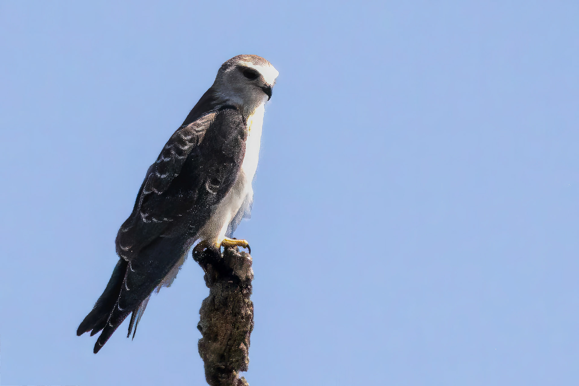 Juvenile Martial Eagle
