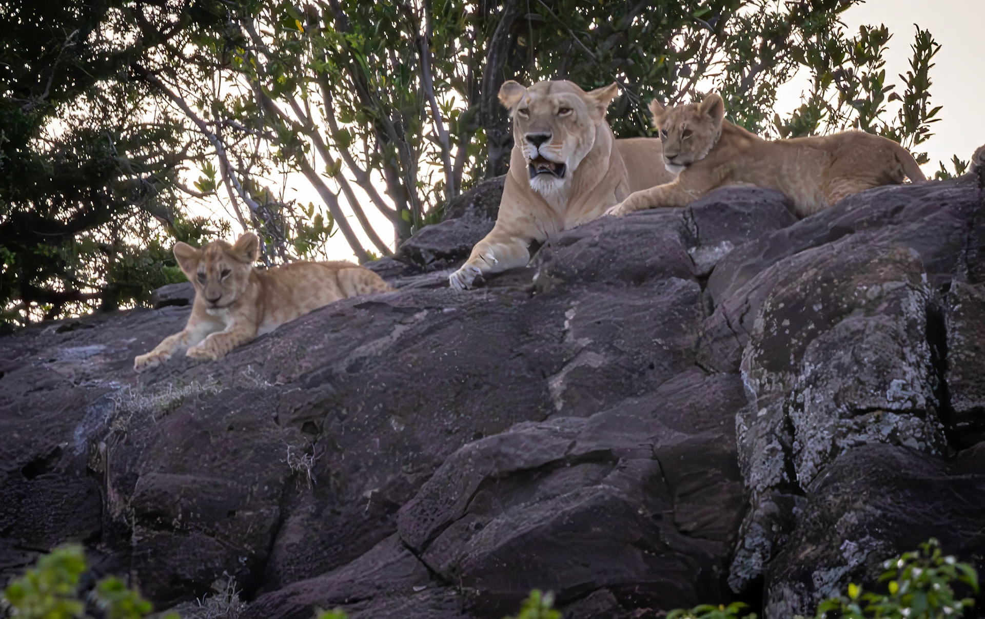 The Lionesses return to thier cubs in the Masai Mara, Kenya.