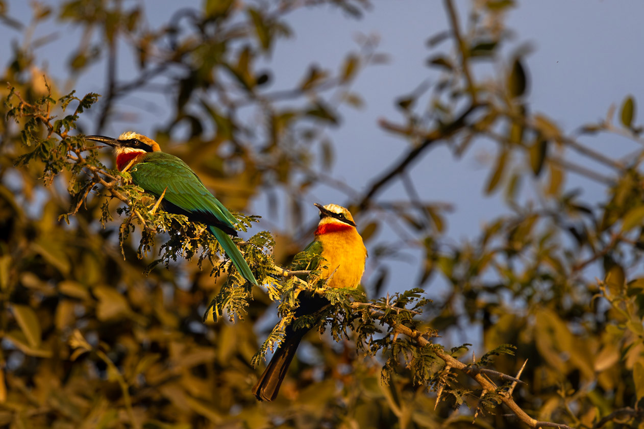 White-fronted Bee Eater