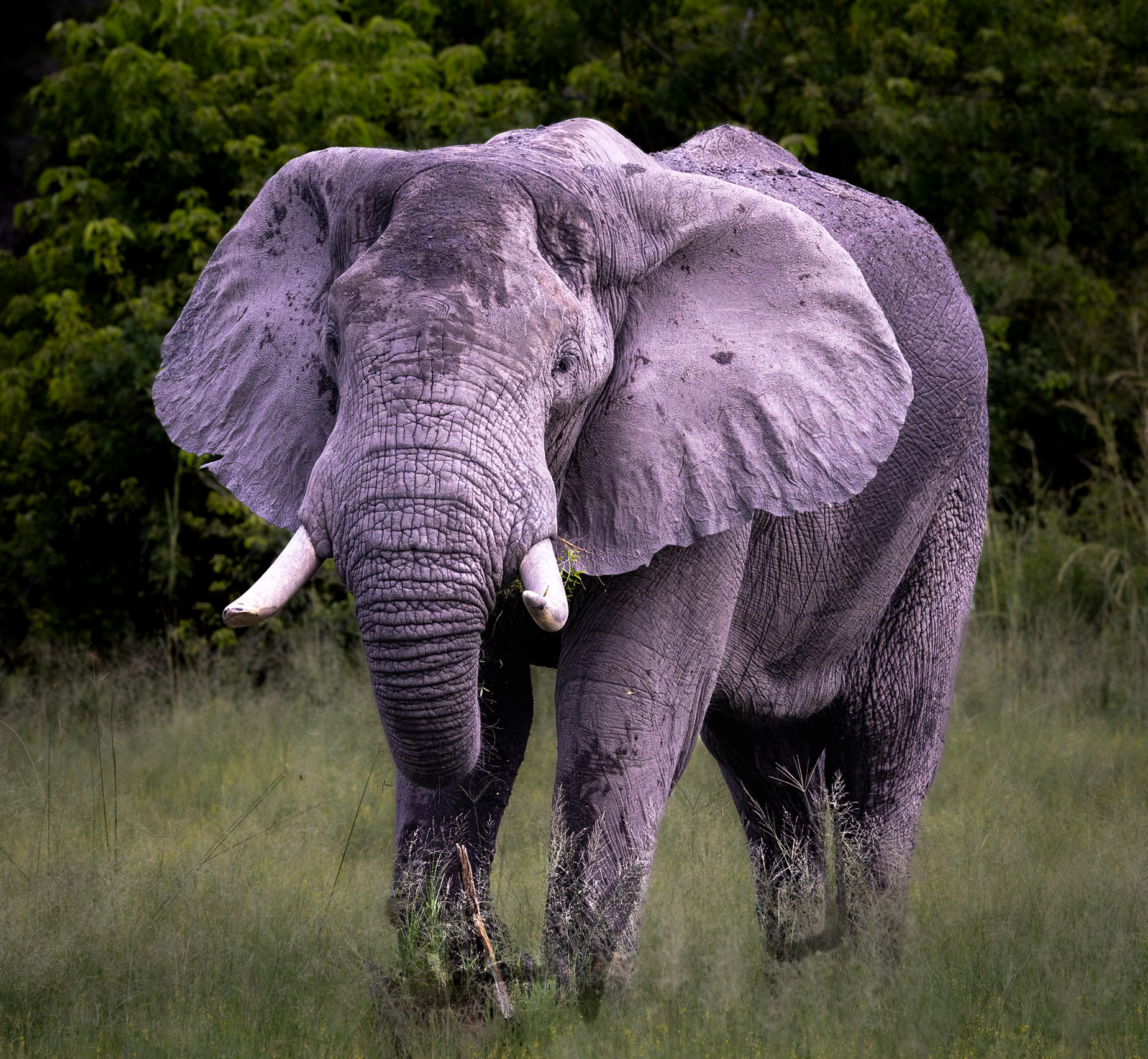 An Elephoant in Xakanaxa