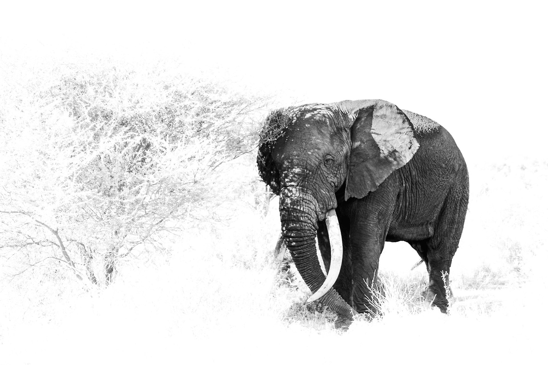 Tee-Jay, who is currently the 3rd largest tusker in Amboseli