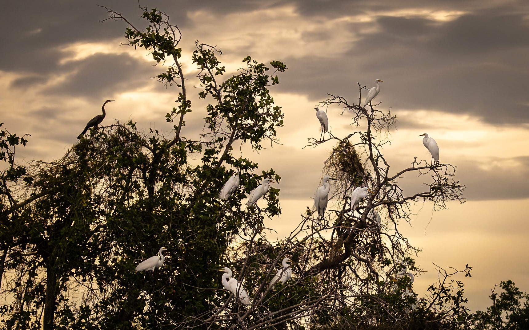 A siege or colony of Herons resting in the late afternoon sun in Okavango