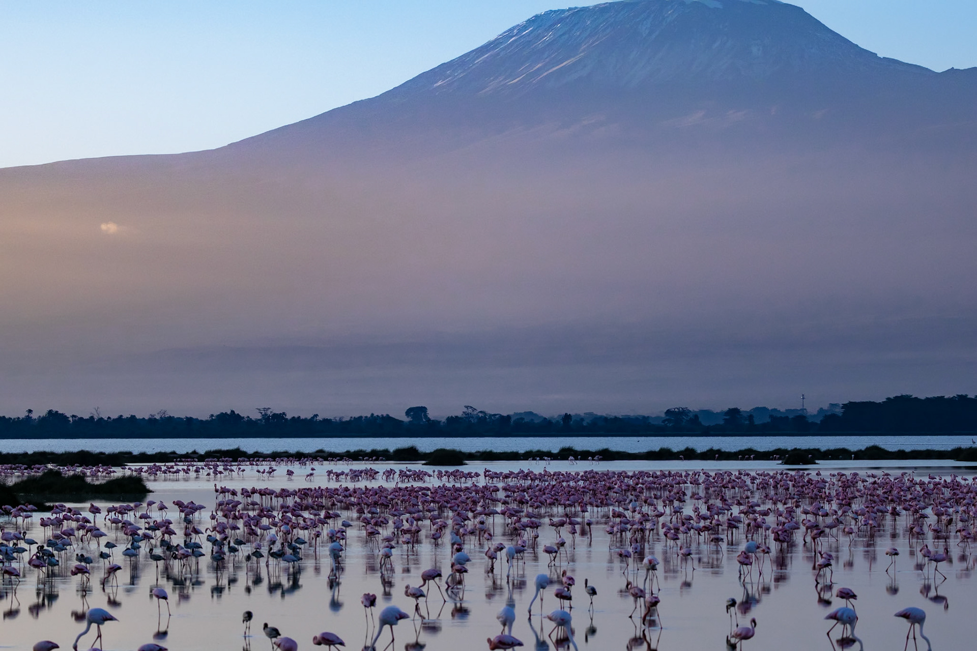 Early morning with Flamingos feeding in front of Mount Kilimanjaro