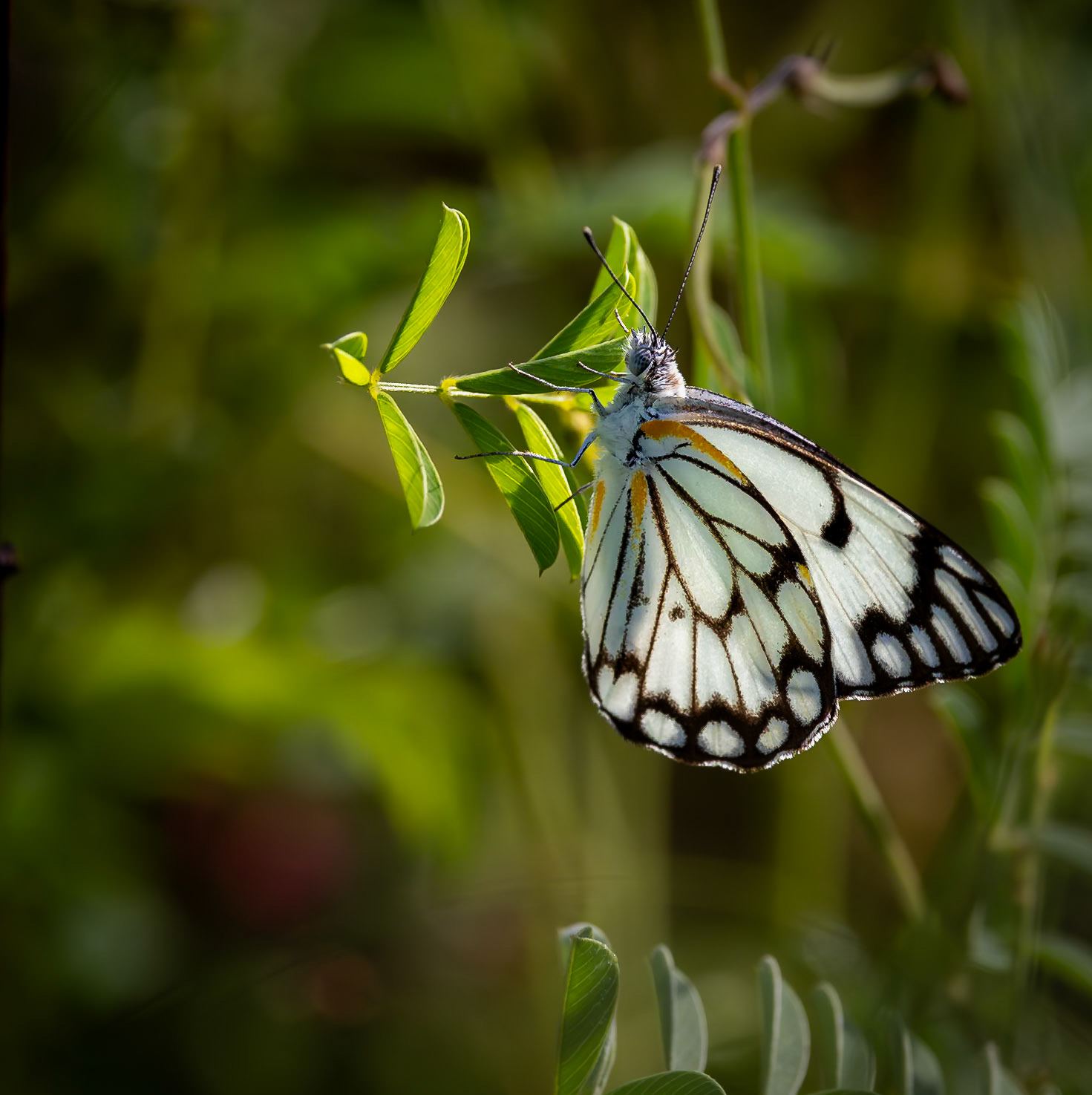 The Caper White or Pioneer White Butterfly