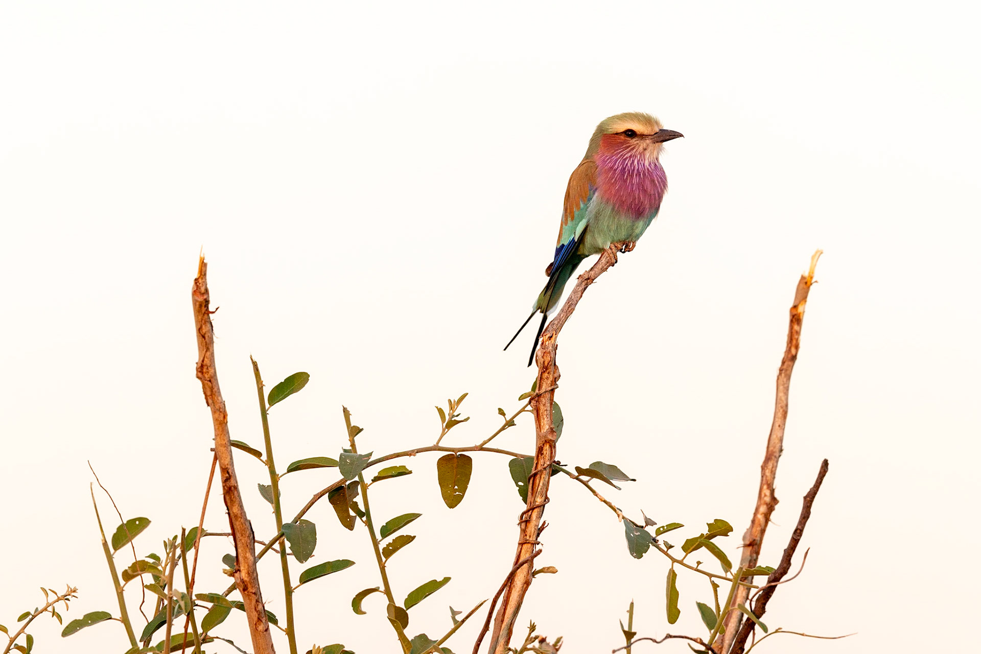 Lilac-breasted Roller