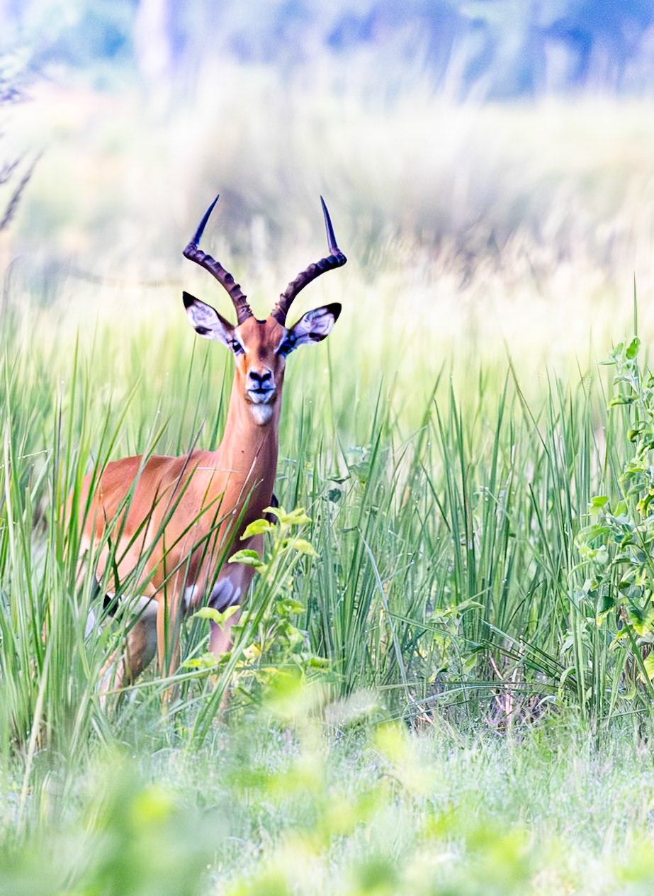 A lone Impala coming out of the long grass in Okavango