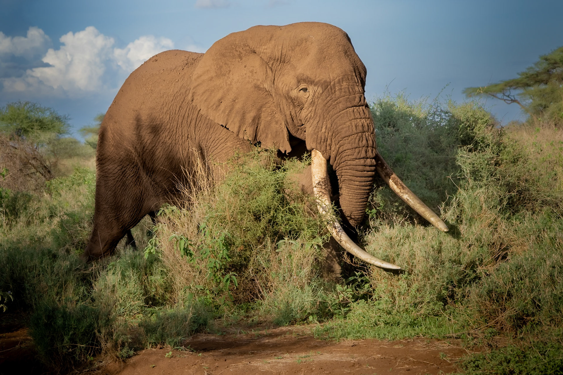 Tee-Jay, who is currently the 3rd largest tusker in Amboseli