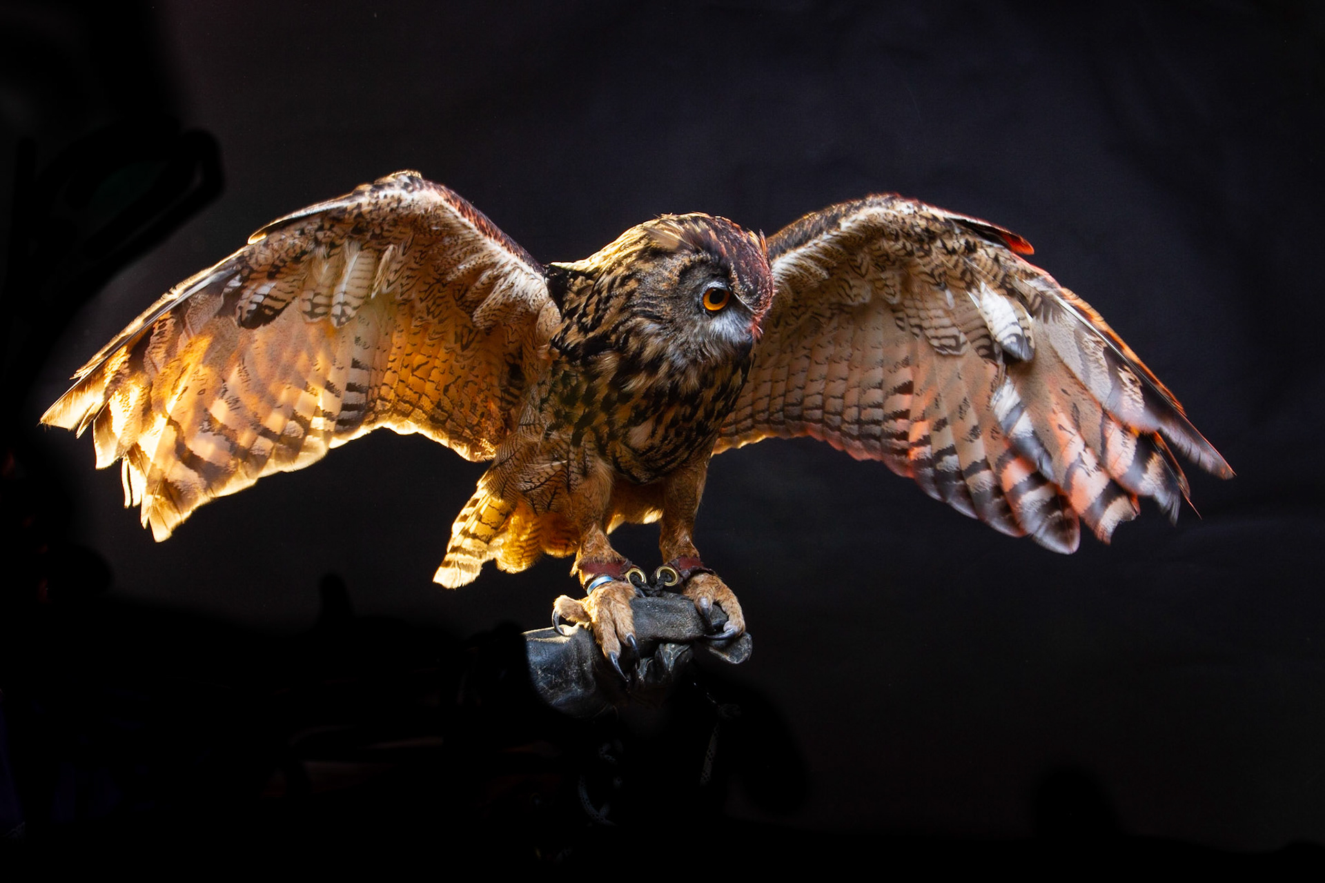 Birds of Prey - Euarasian Eagle Owl