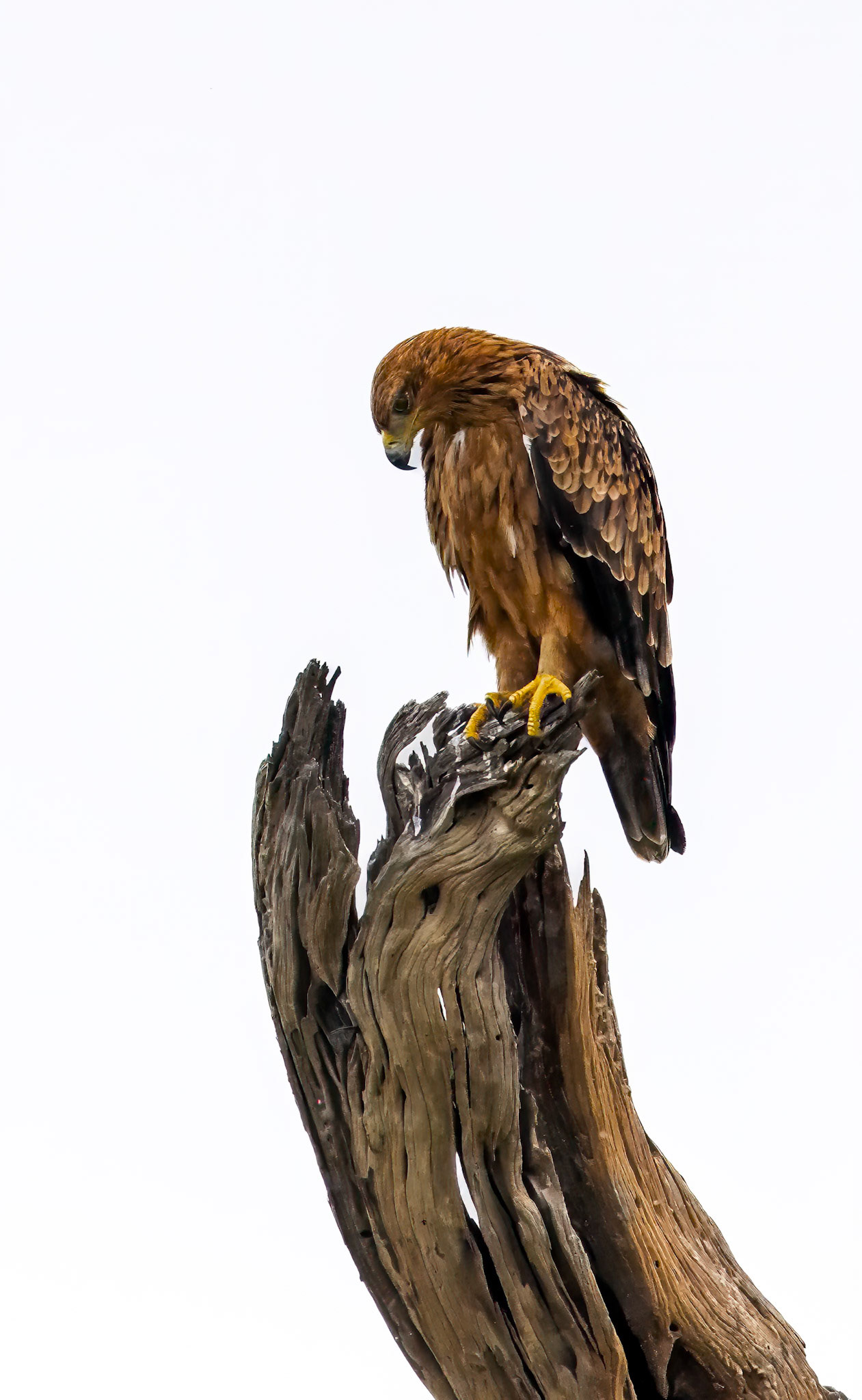 A Tawny Eagle perched on top of an old tree in Savute, Botswana