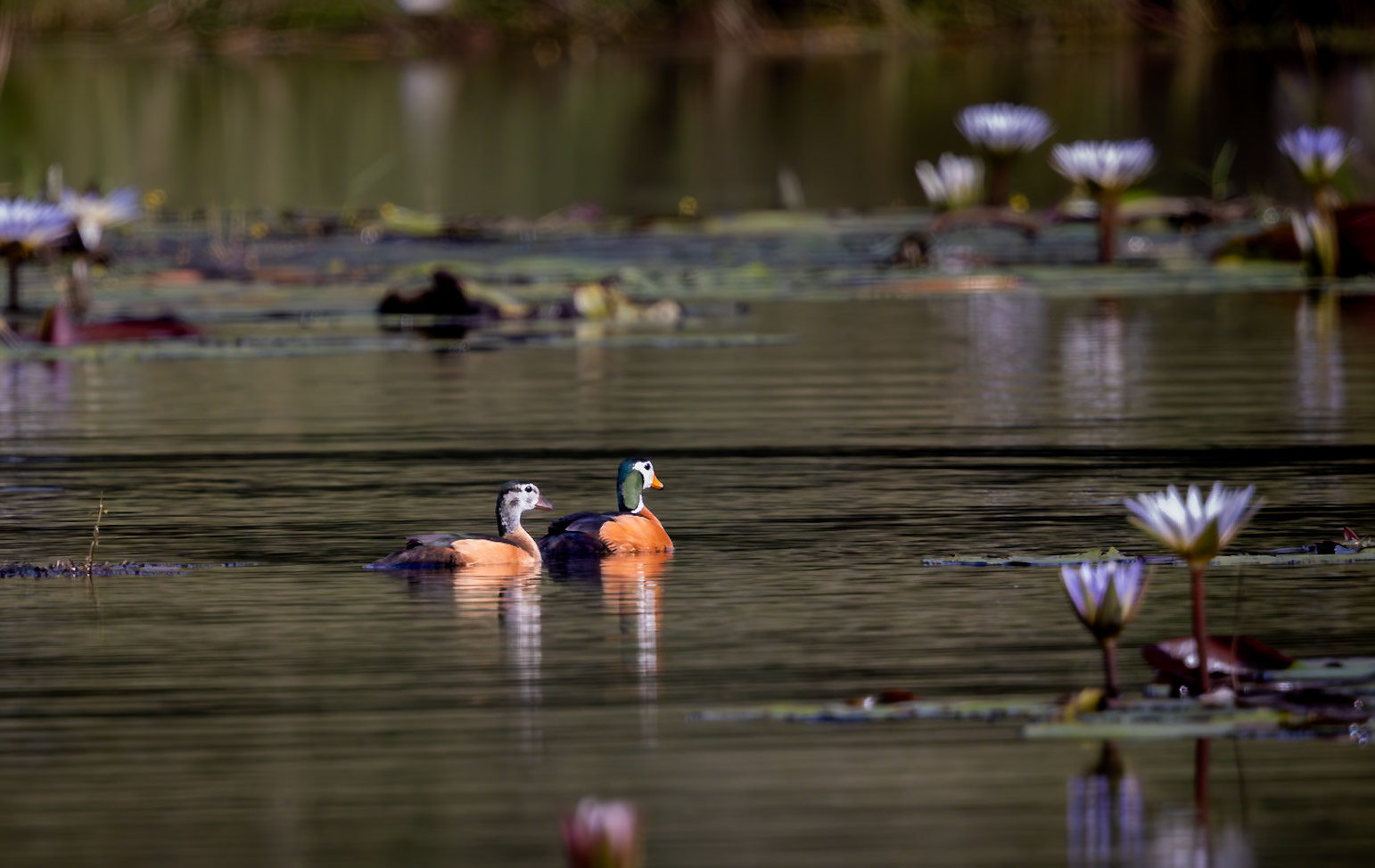 African Pygmy Geese on the water in Okavango