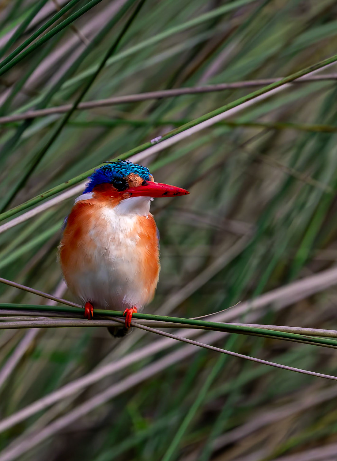 A Malachite Kingfisher hiding amongst the reeds in the Okavango Delta, Botswana