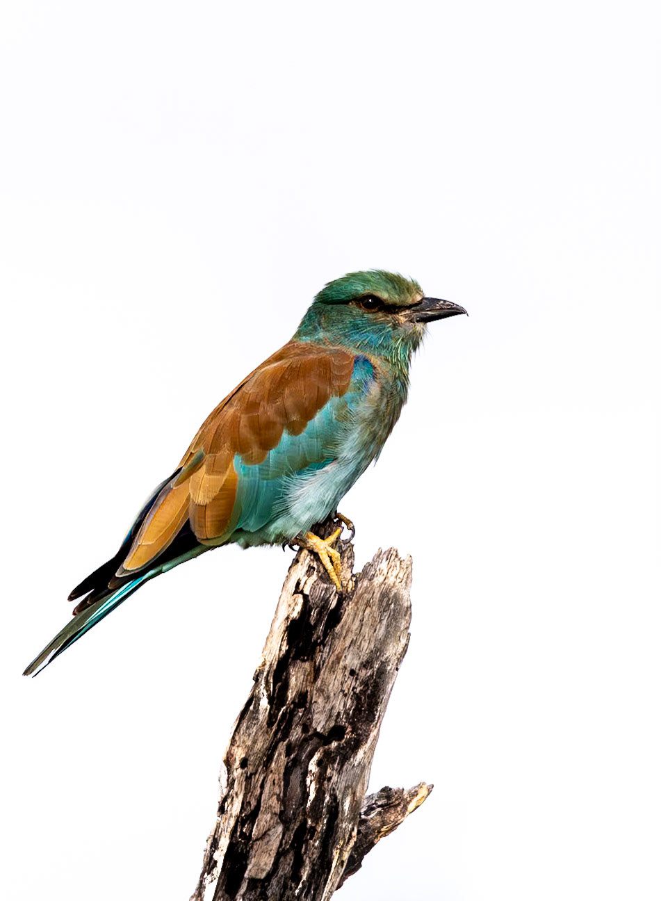 European Roller