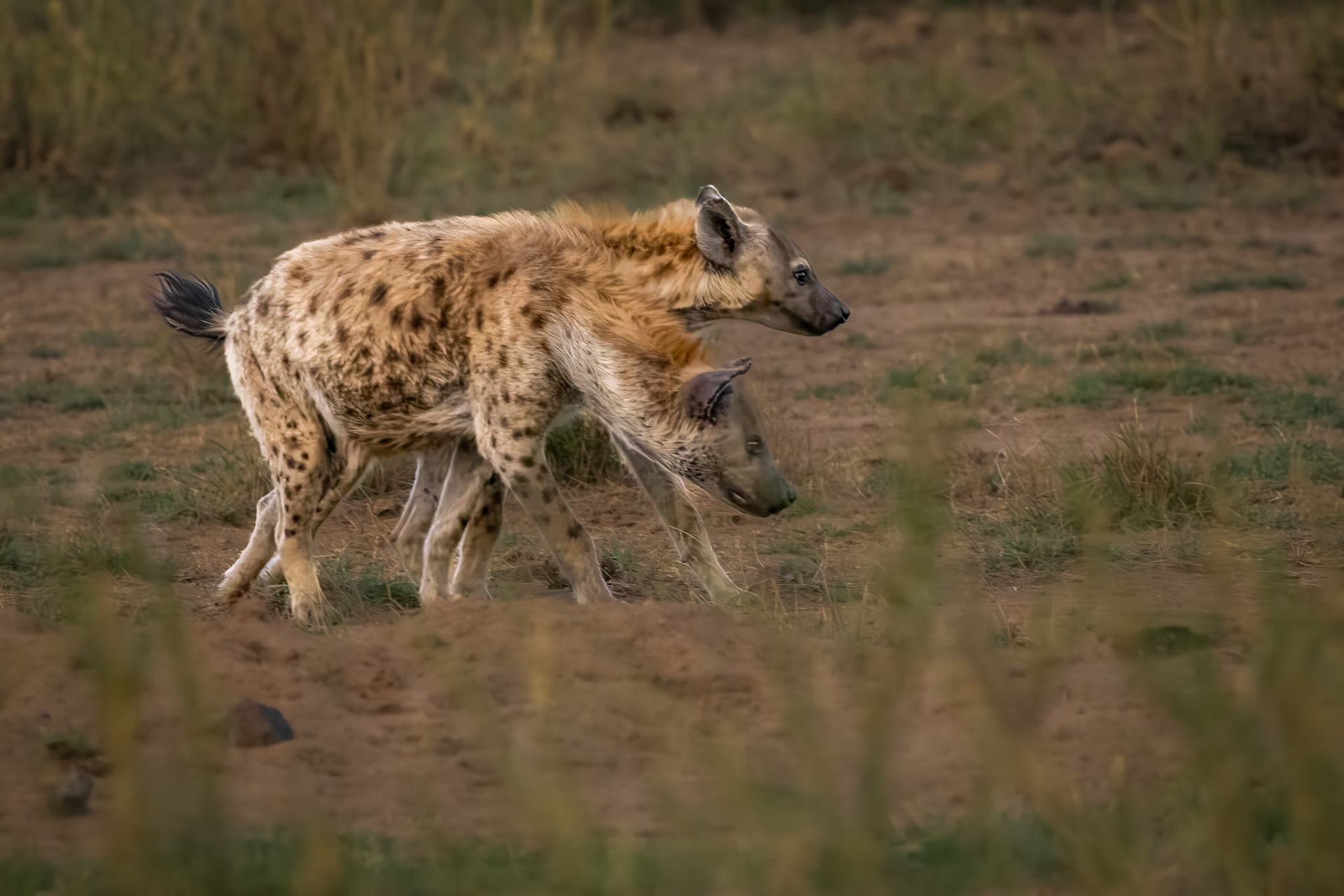 Jackals stalking a Lioness in Amboseli