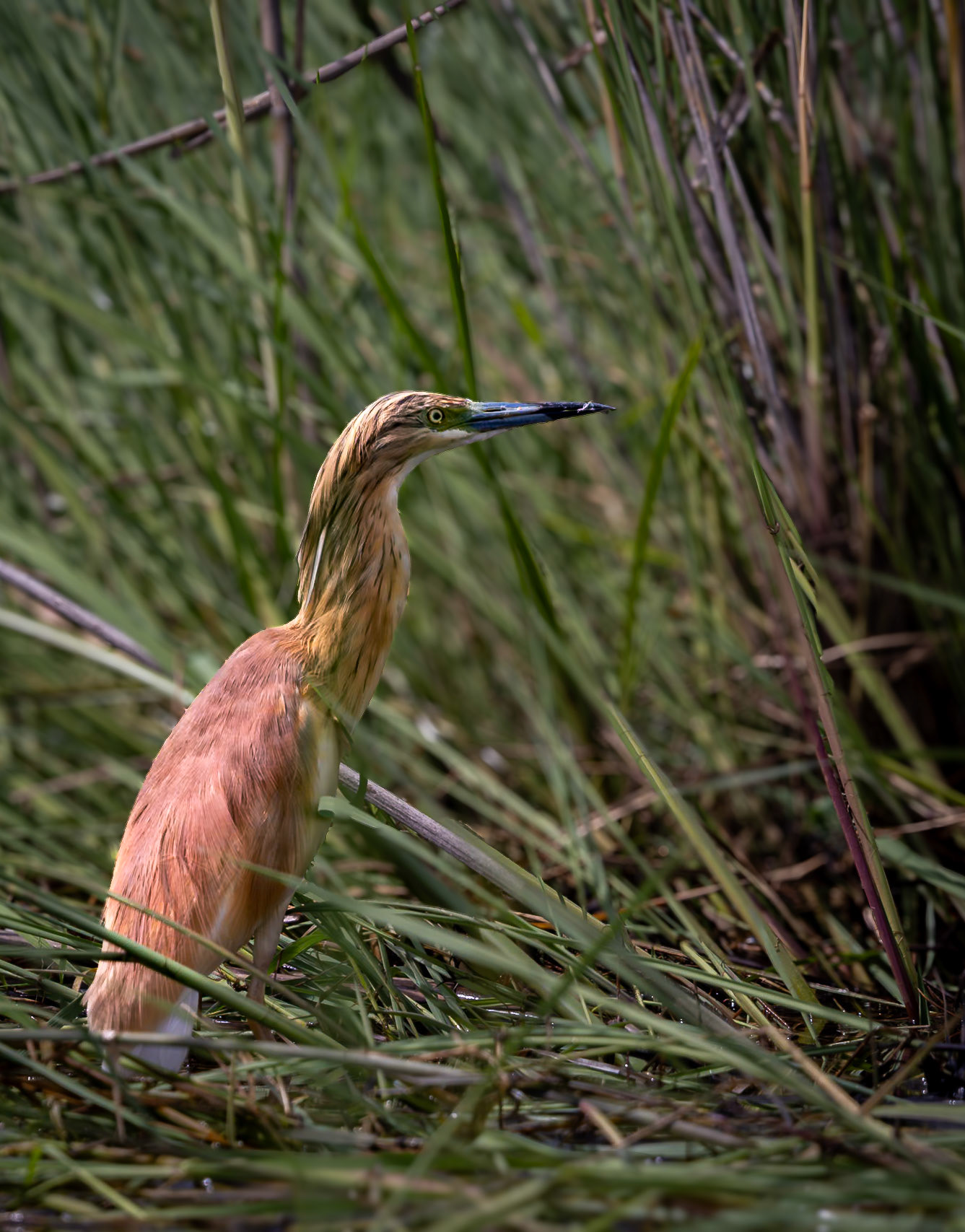A Squacco Heron standing among reeds in the Okavango, Botswana