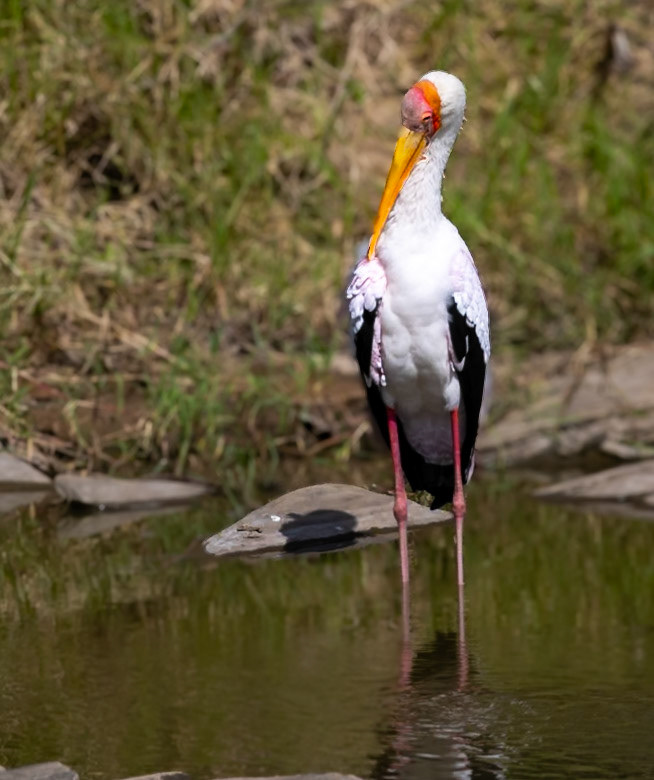 A Yellow-Billed stork fishing in a river in the Masai Mara, Kenya