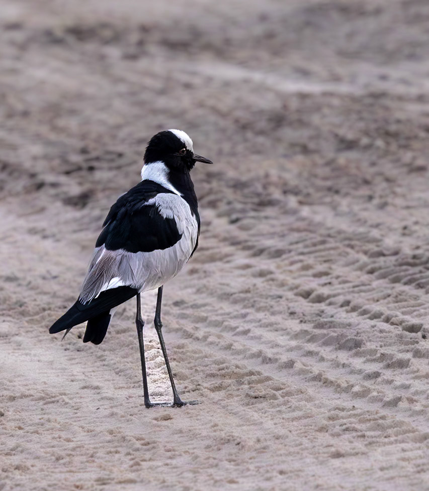 A Blacksmith Lapwing in Savute, Botswana