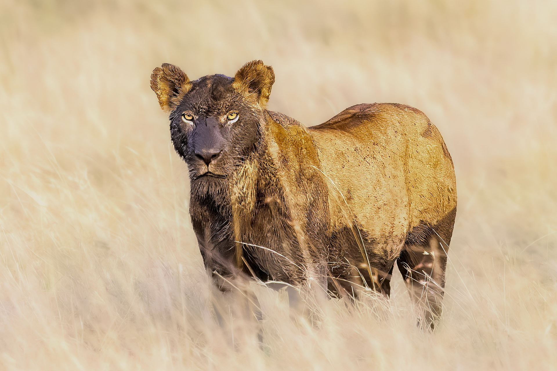 Lioness emerging from a muddy pool in the Masai Mara, Kenya