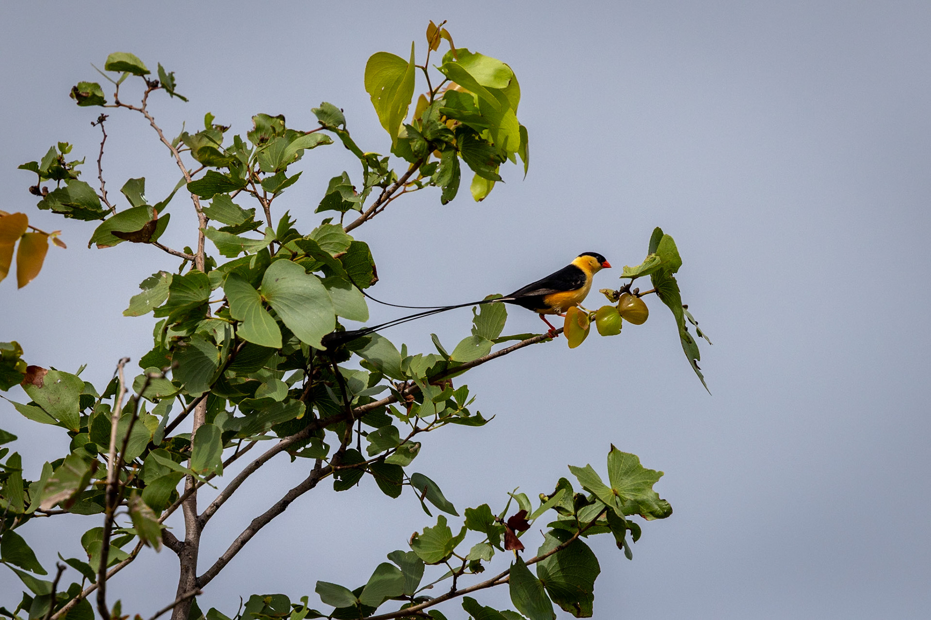 A male Shaft-tailed whydah