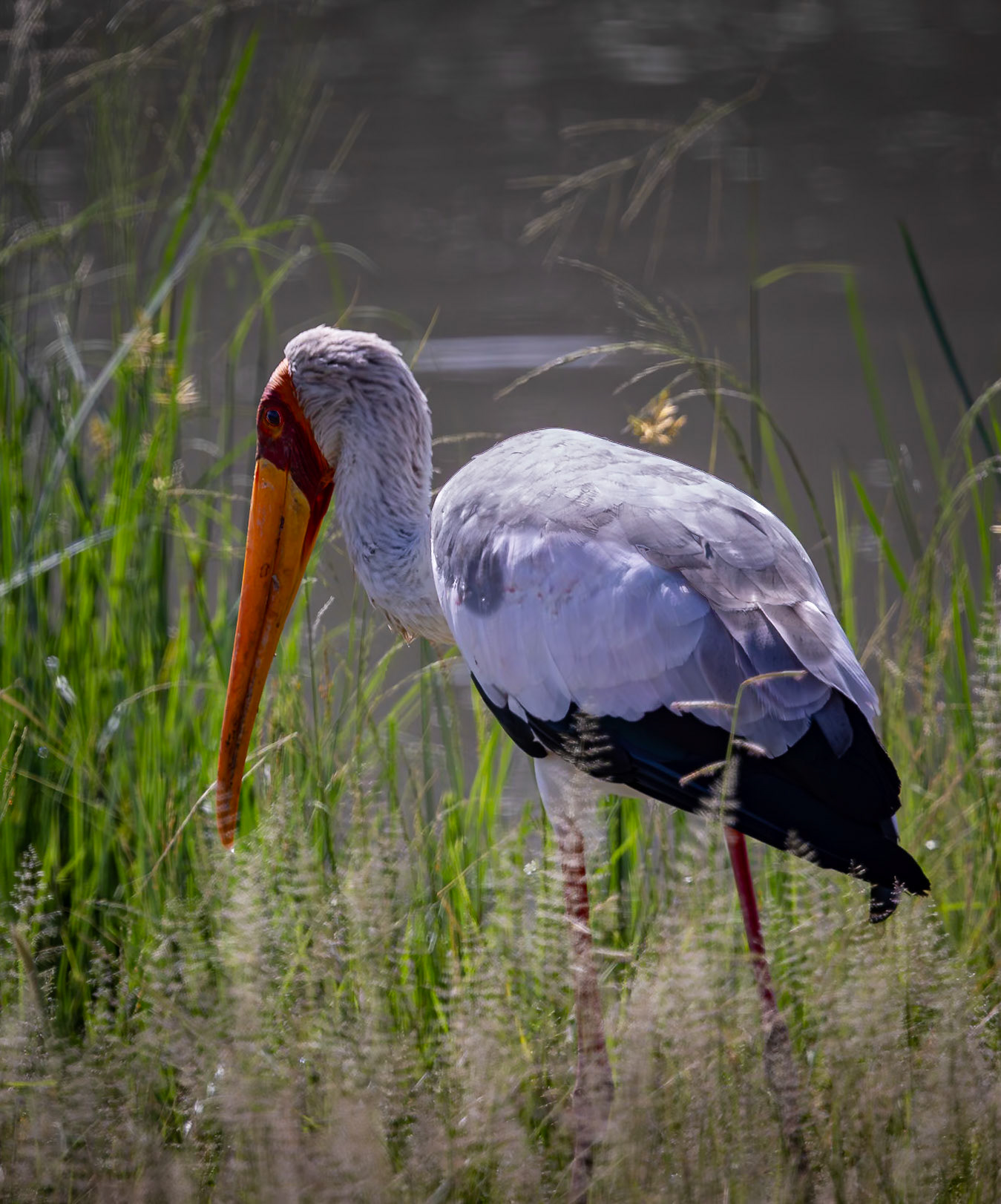 A Yellow-billed stork hunting by the water in Xakanaxa, Botswana