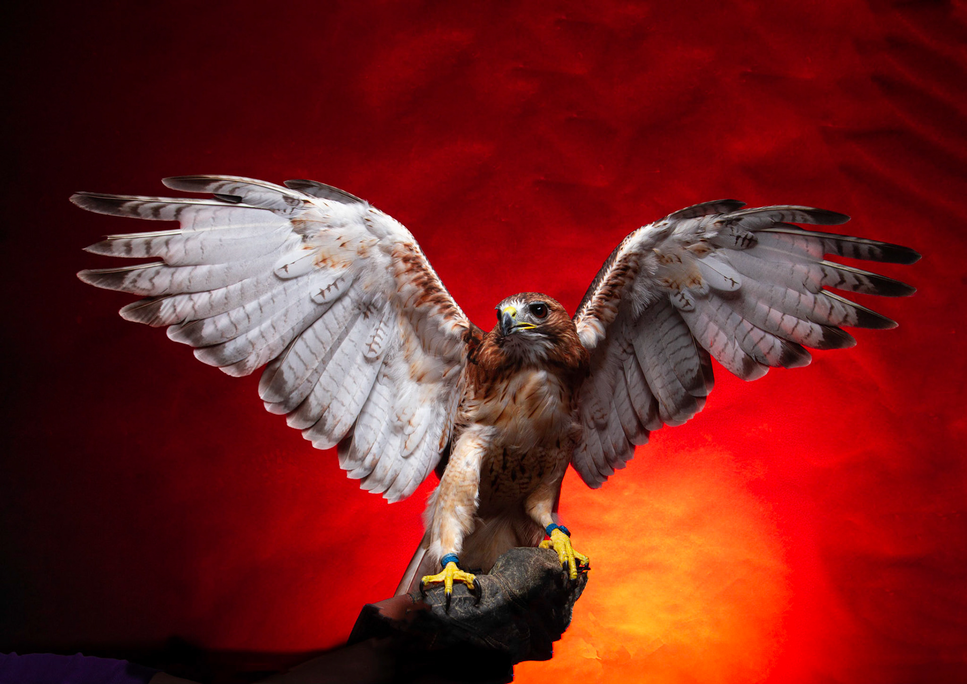 Birds of Prey - Aplomado Falcon Buzzard