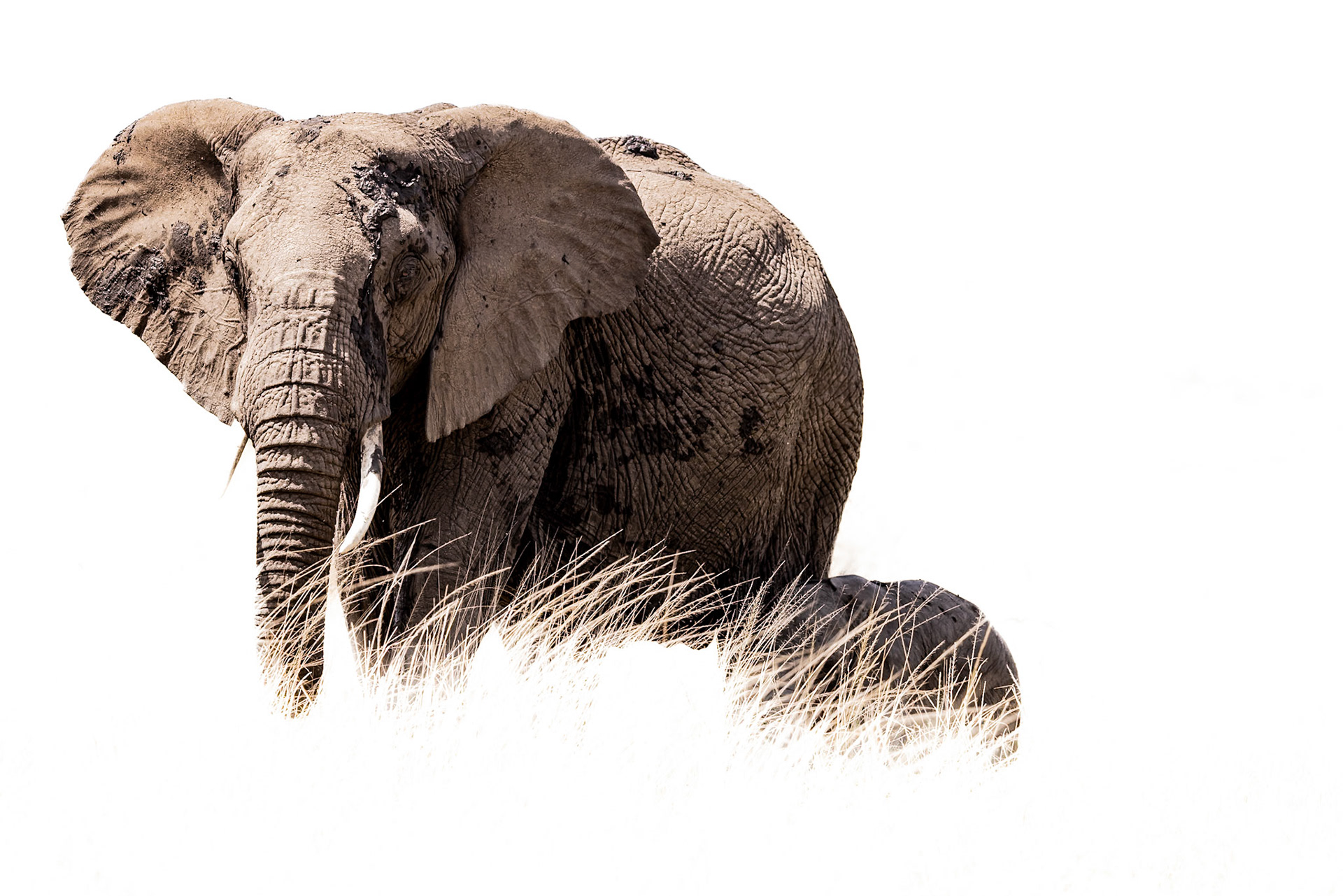 A mother shielding her baby elephant in long grass in the Masai Mara, Kenya