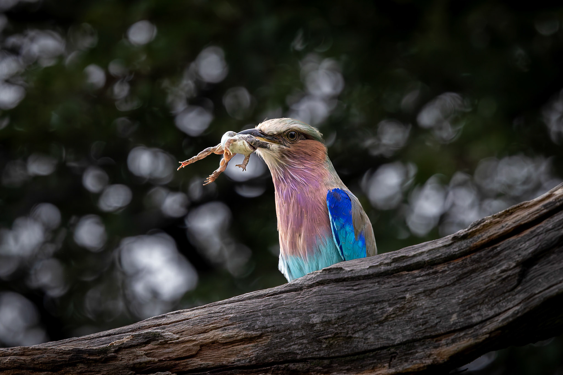 Lilac-breasted roller eating a frog