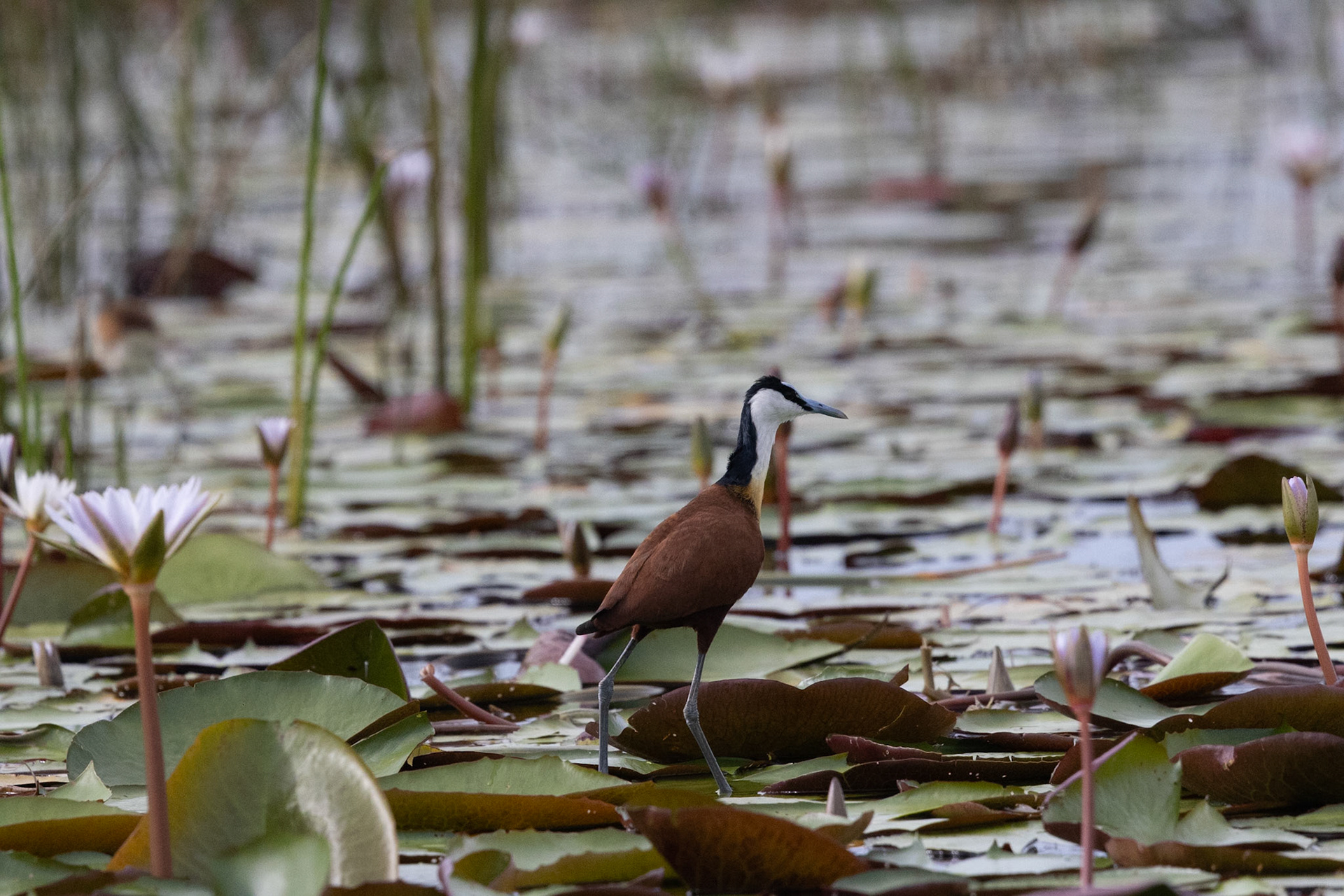 An African Jacana feeding amongst the lillies in the Okavango Delta
