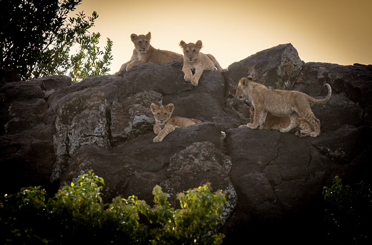 Lion Cubs hiding high up in the rocks in Masai Mara, Kenya