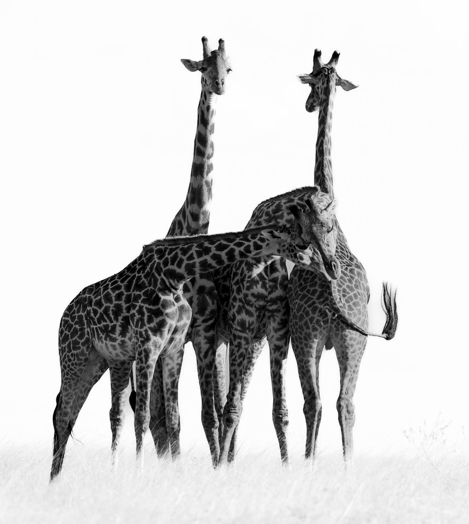 An intimate scene between a Tower of Giraffes in the Masai Mara, Kenya