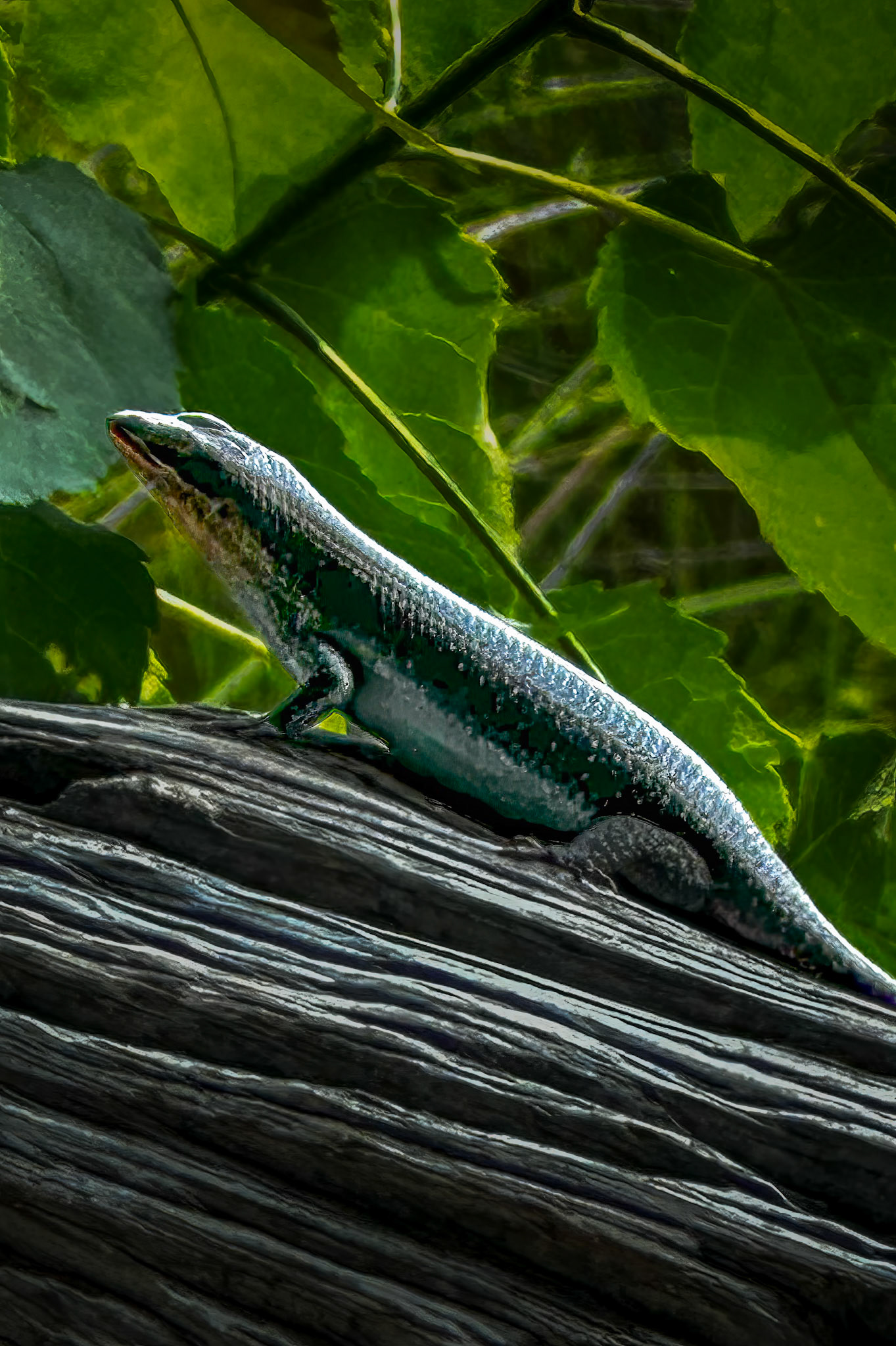 A Rainbow Skink in Xakanaxa
