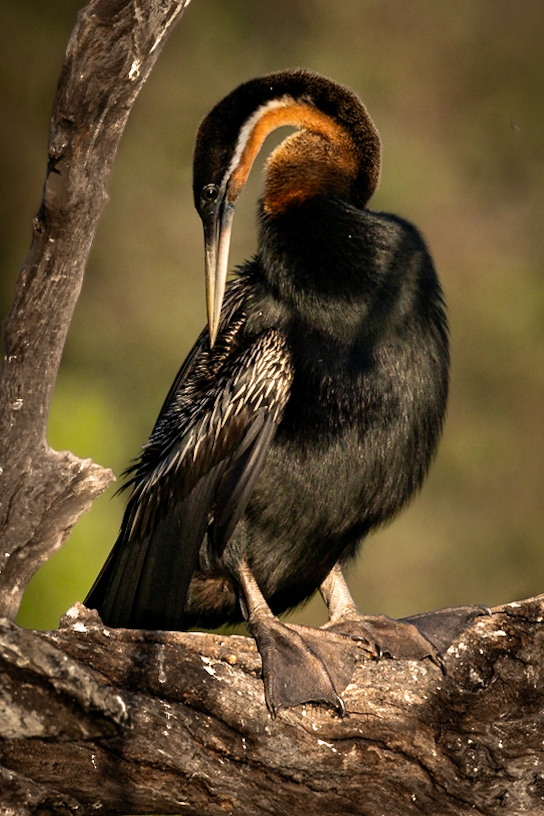 African Darter