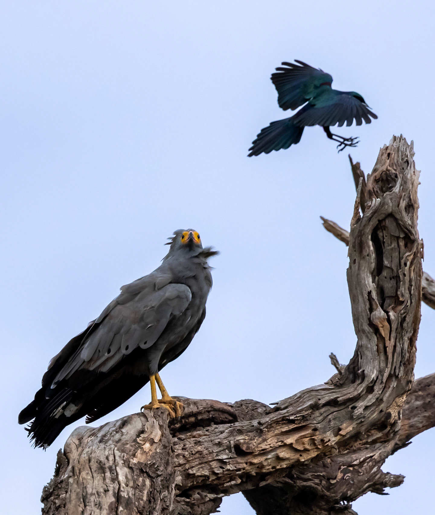 An African Harrier-Hawk  or Gymnogene resting on an old tree in Savute, Botswana