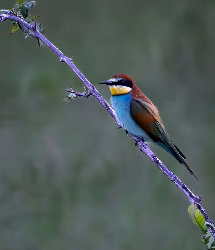European Bee-eater