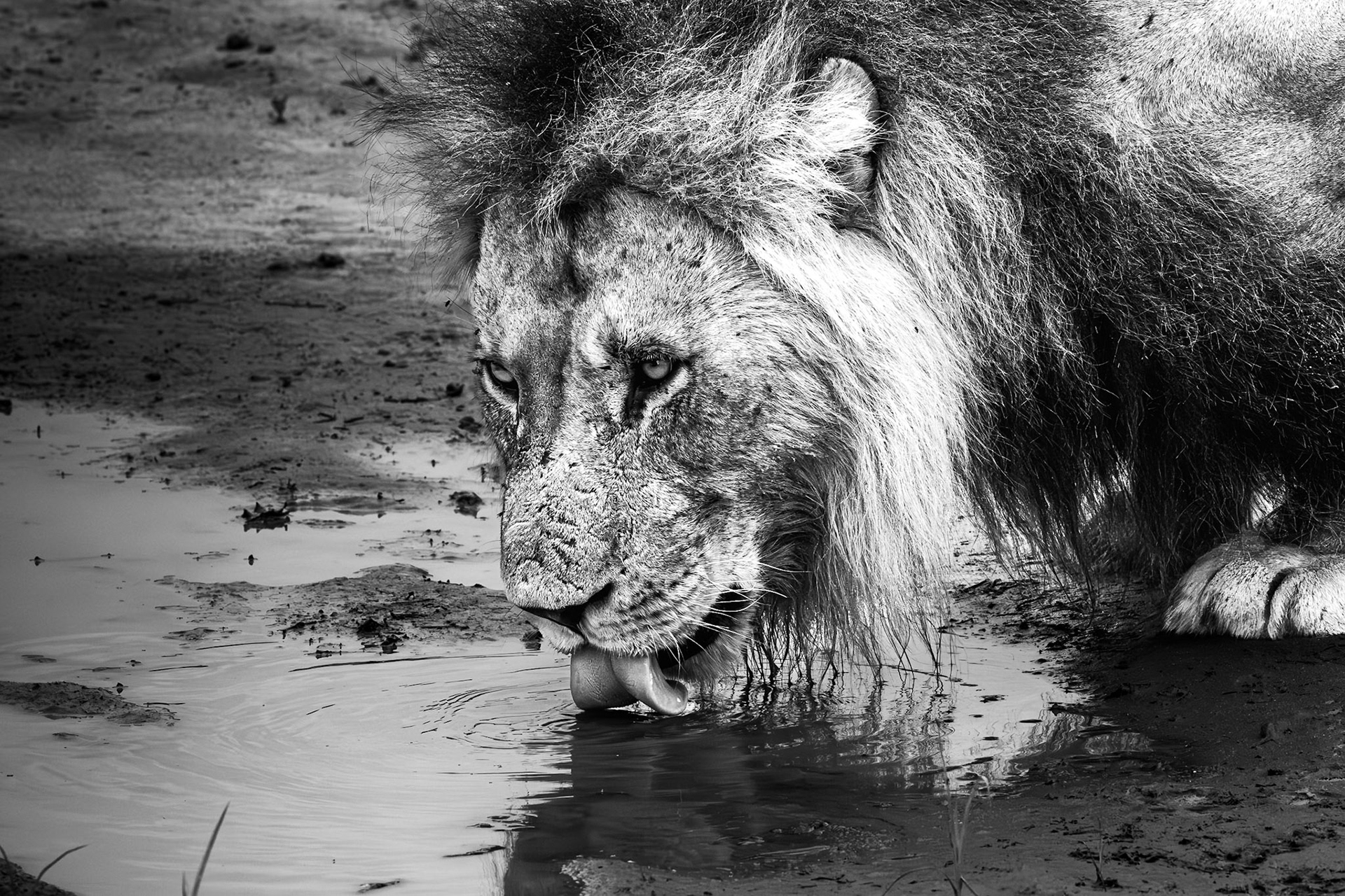 Lion drinking water in Savute
