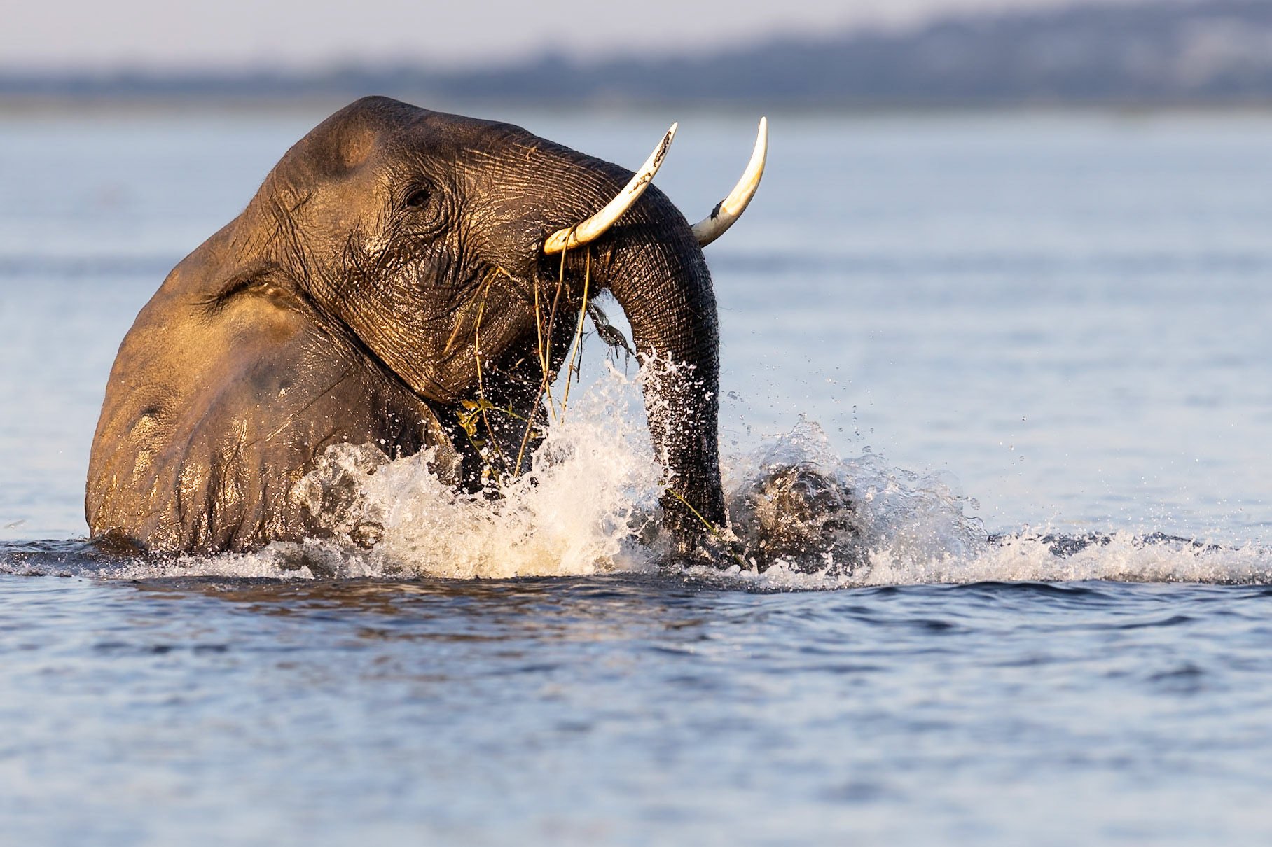 African Bush Elephant