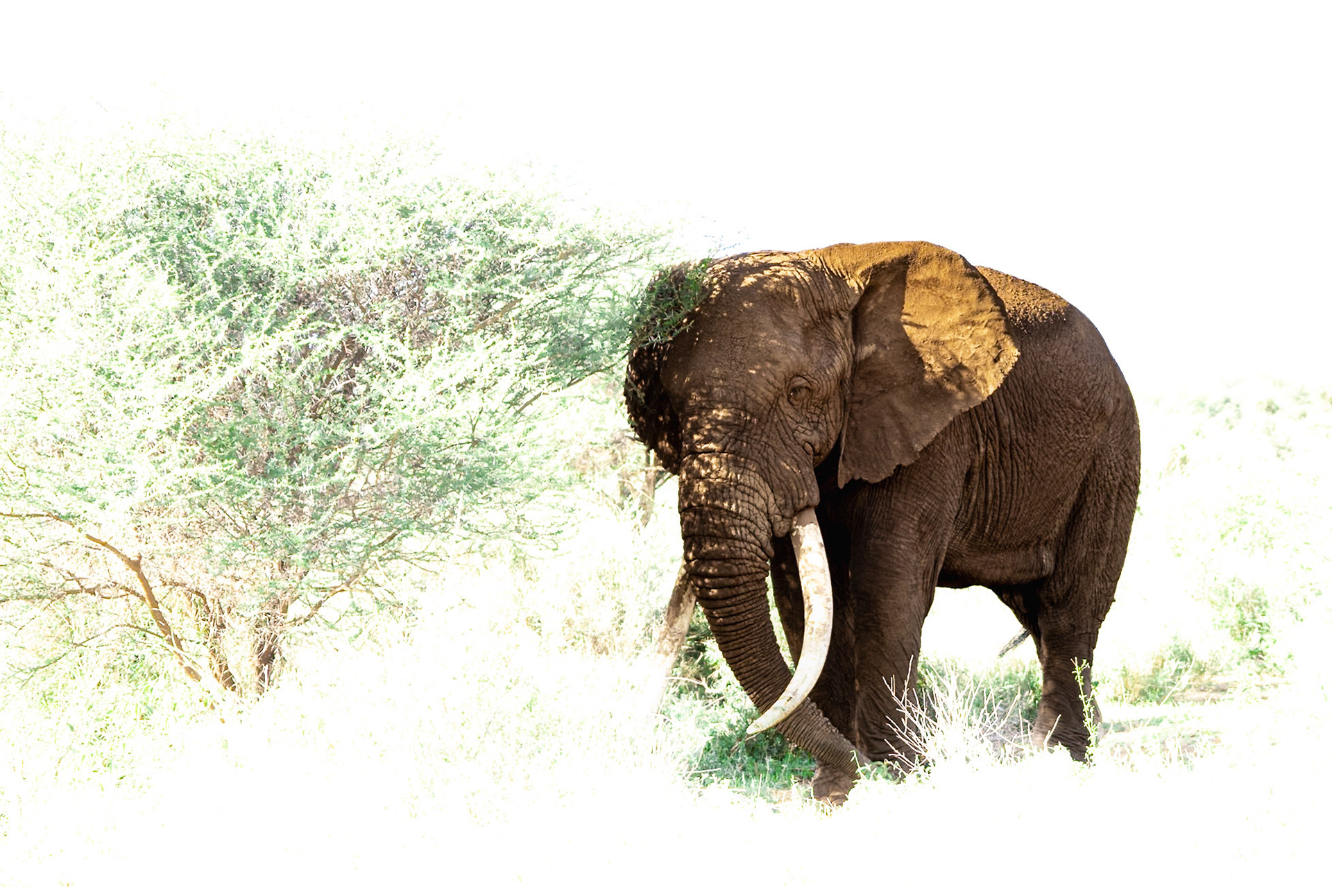 Tee-Jay, who is currently the 3rd largest tusker in Amboseli