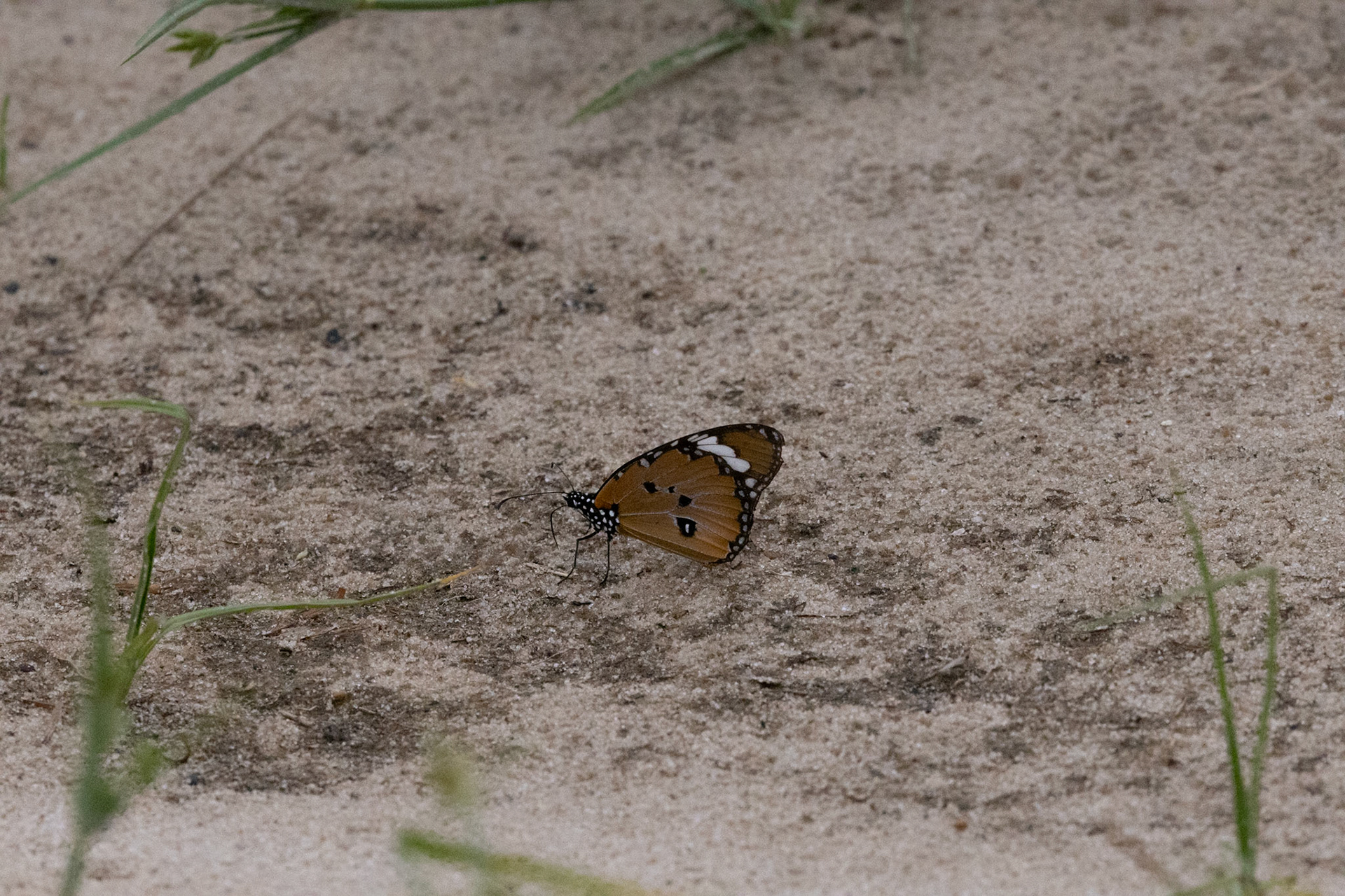 A Plain Tiger Butterfly in Savute, Botswana