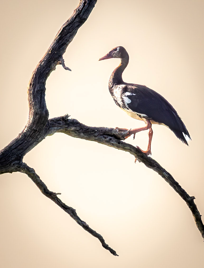 Spur-winged Goose