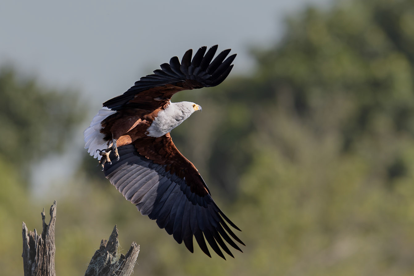 African Fish Eagle
