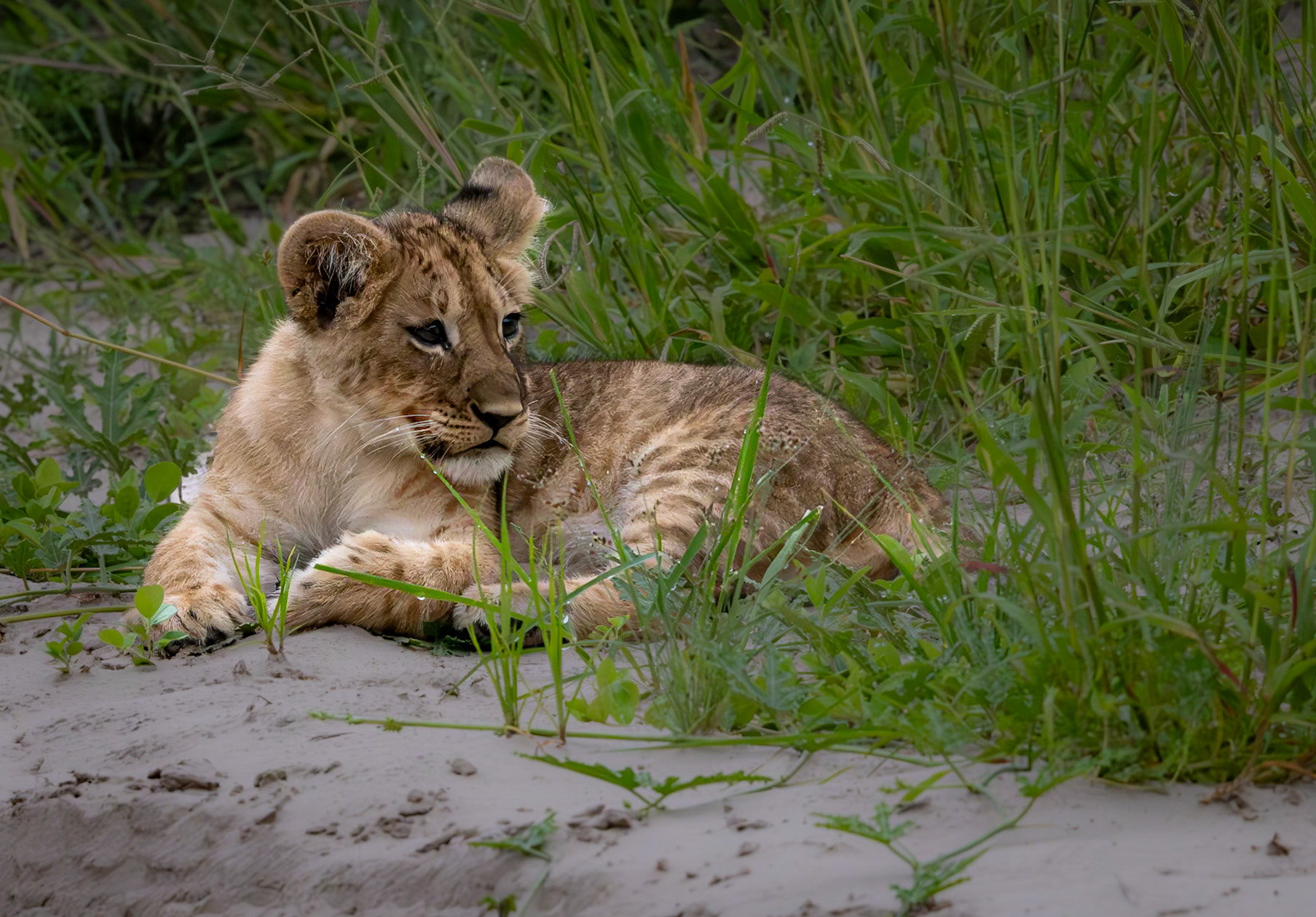 Lion cubs playing in the grass in Savute, Botswana